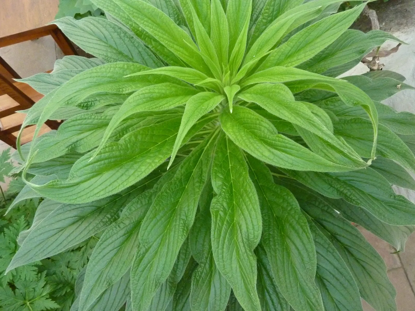 Tree Echium (Echium Pininana) — as it is susceptible to root rot in overly moist conditions; enhancing the biodiversity of the space