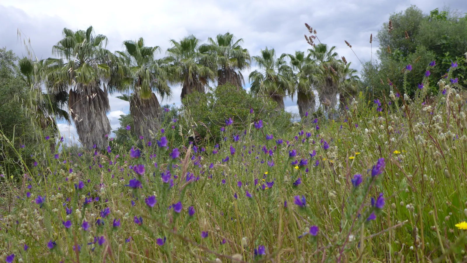 Tree Echium (Echium Pininana) — adding architectural grandeur to gardens; the Tree Echium creates a striking vertical accent
