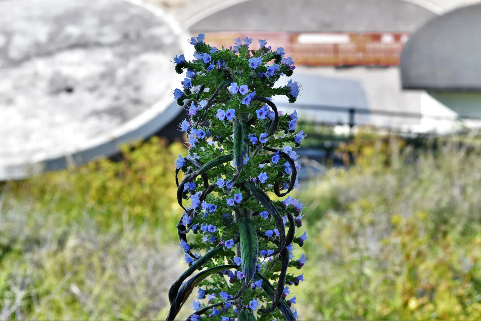 Tree Echium (Echium Pininana) — drought-tolerant plants that complement its towering form without competing for resources