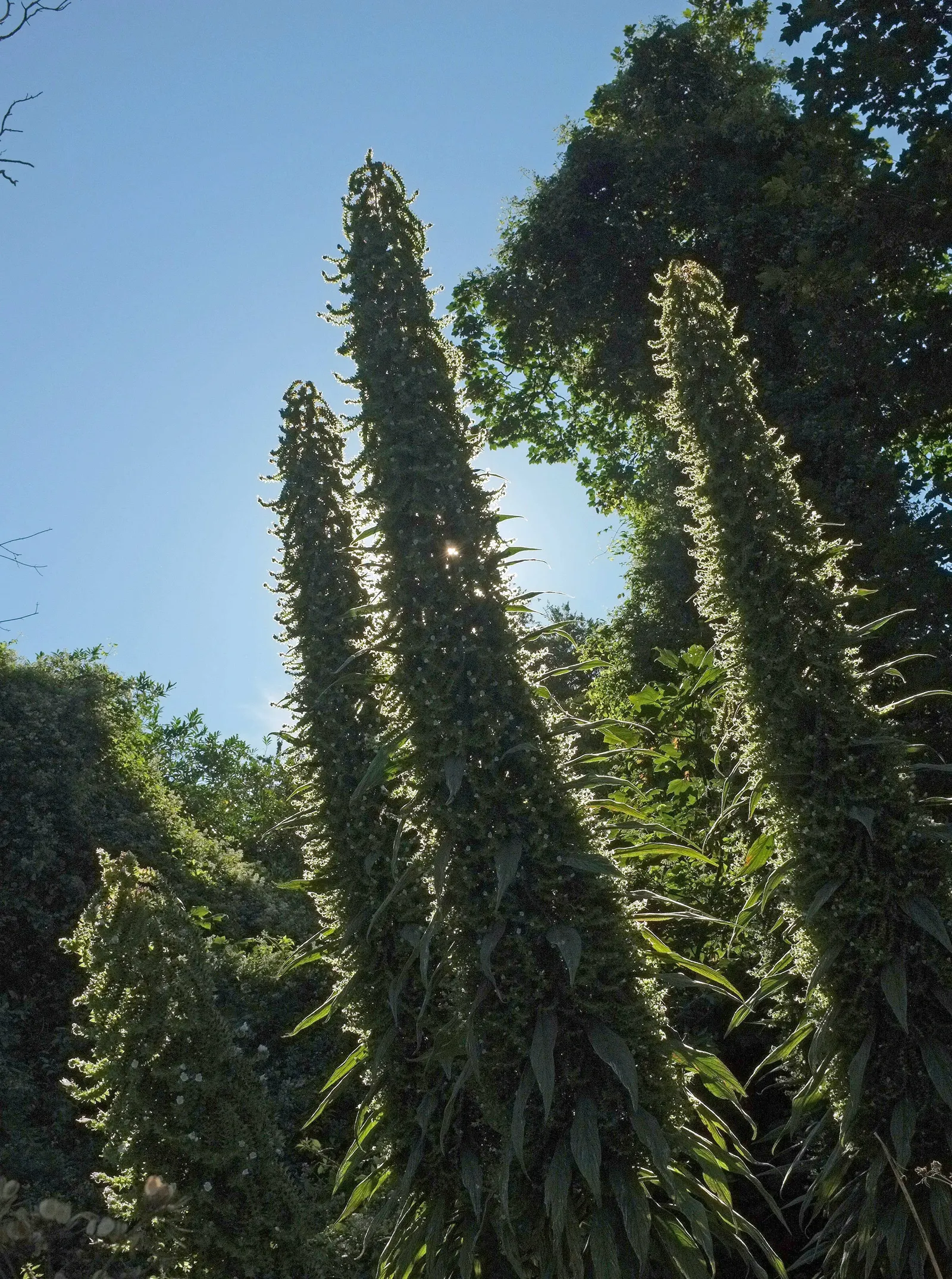Tree Echium (Echium Pininana) — perennial with blue blooms