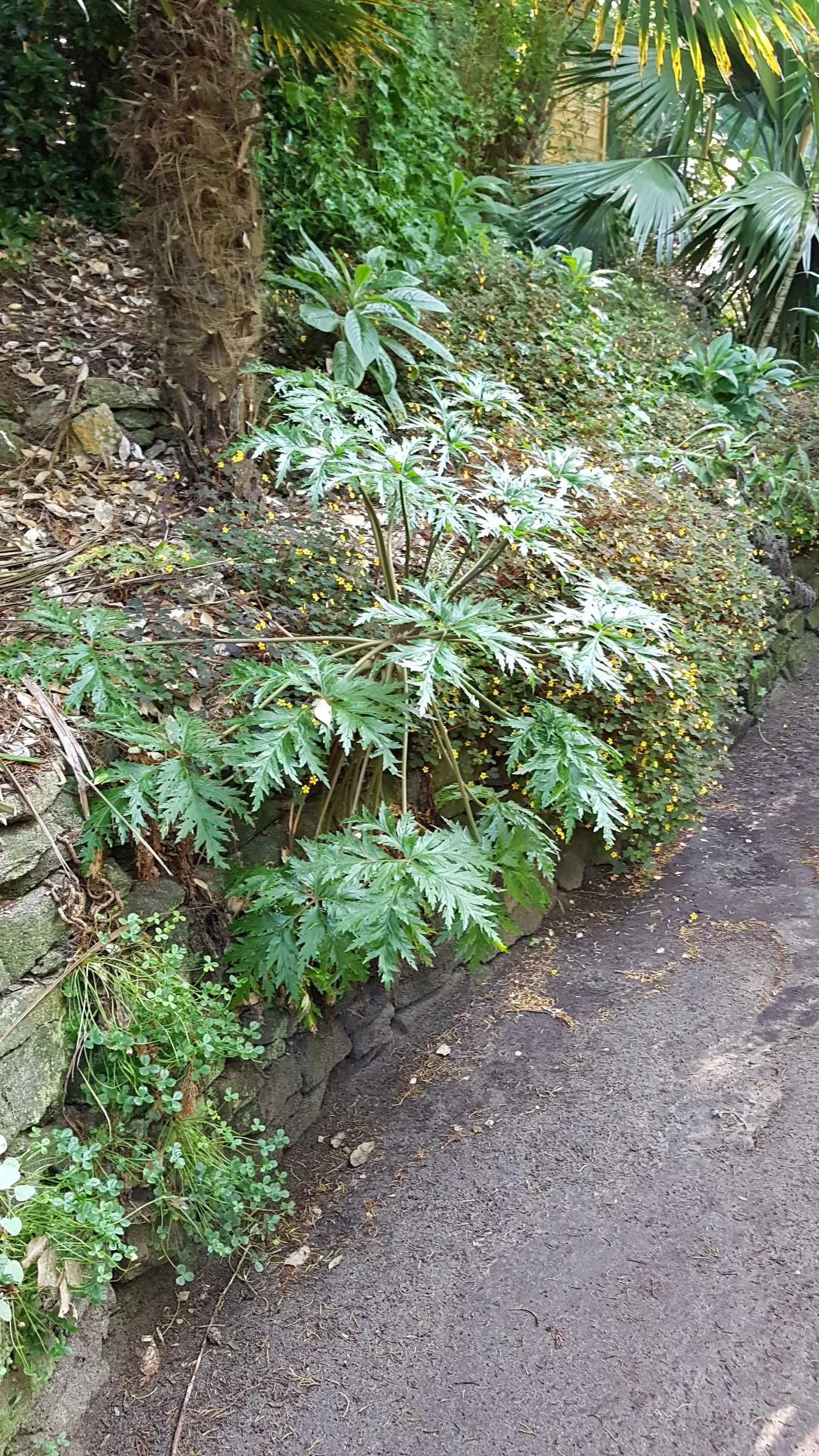 Tree Echium (Echium Pininana) — performing best in full sun to partial shade.<br><br>Growing to an impressive height of 10 to 15 feet