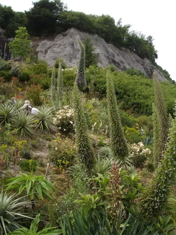 Tree Echium (Echium Pininana) — silvery-green leaves that form a rosette in the first year and a towering