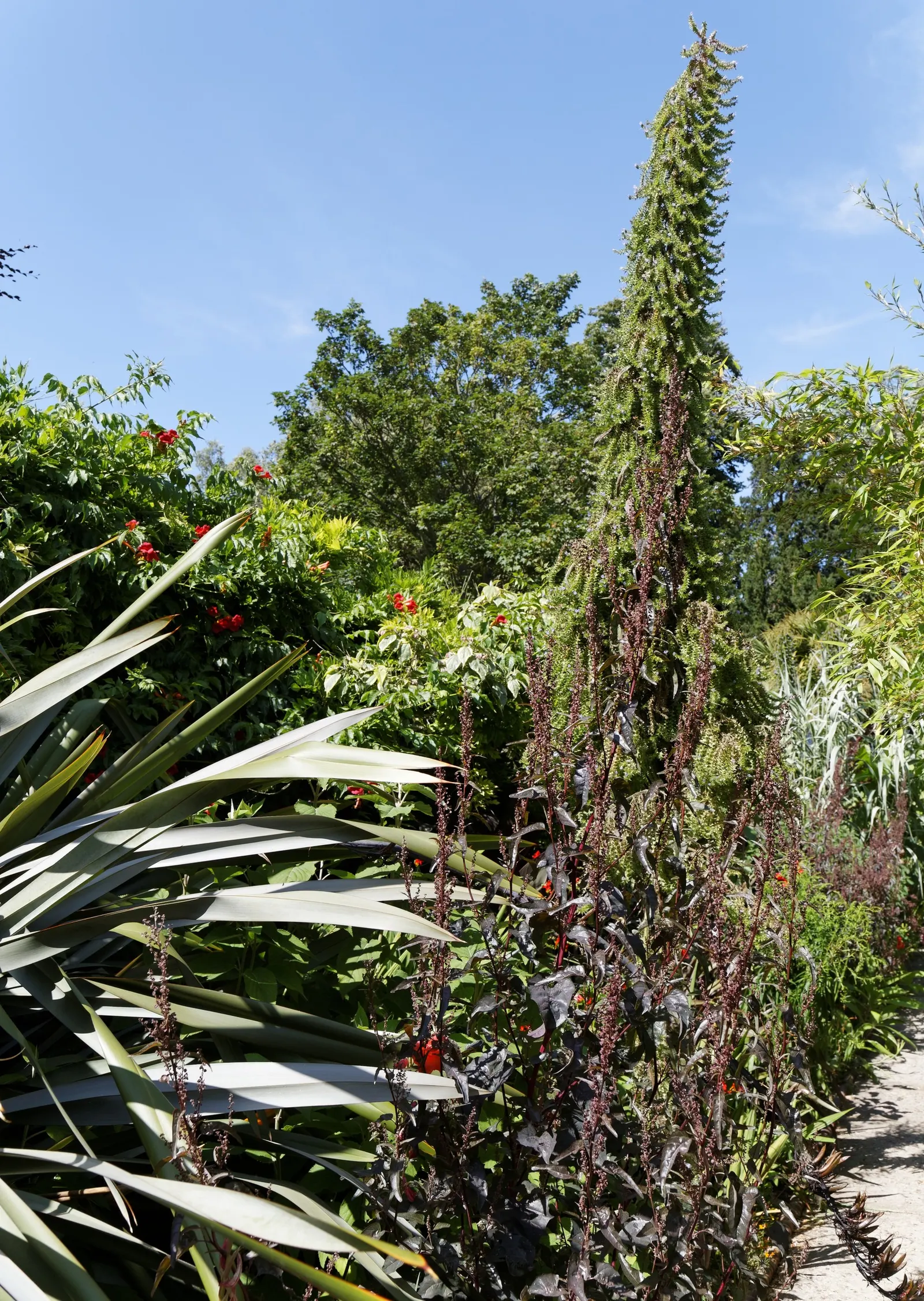 Tree Echium (Echium Pininana) — perennial for full