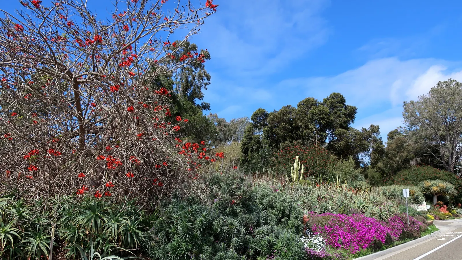 Tree Echium (Echium Pininana) — Its foliage consists of lance-shaped; enhancing the biodiversity of the space