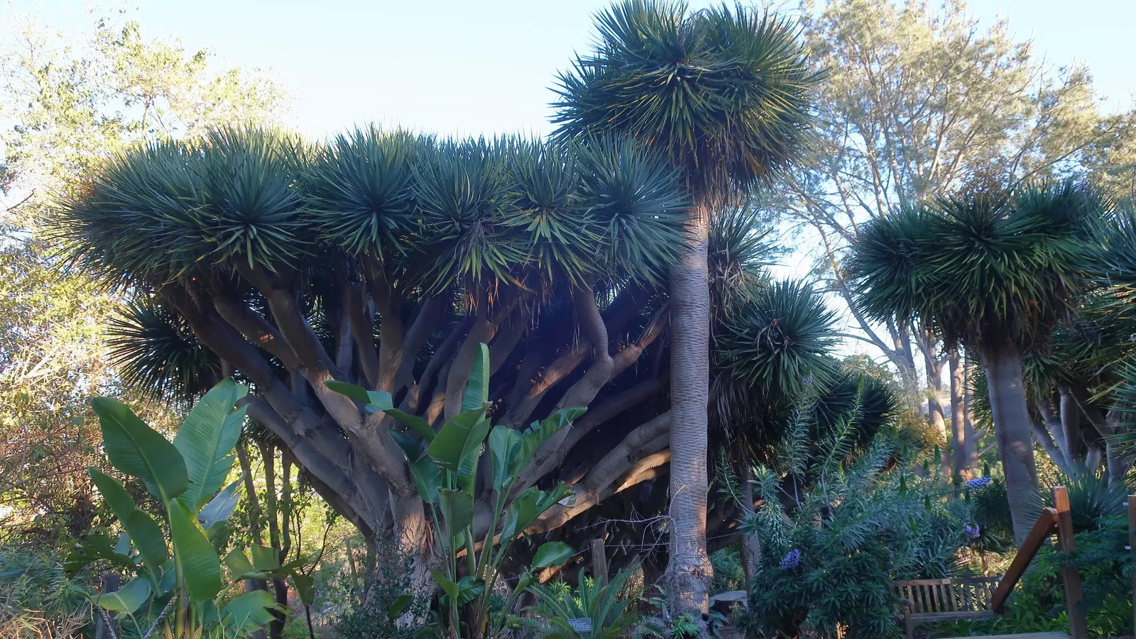 Tree Echium (Echium Pininana) — Not cold-hardy, it requires frost protection in cooler climates; the Tree Echium creates a striking vertical accent