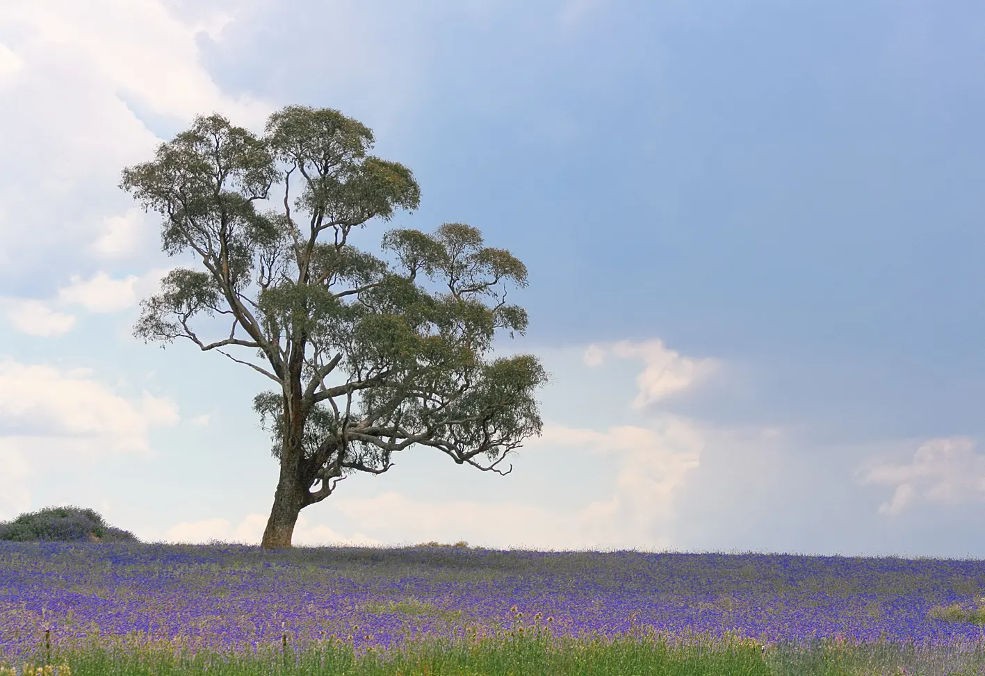 Tree Echium (Echium Pininana) — which appears in late spring to early summer; when planning a landscape