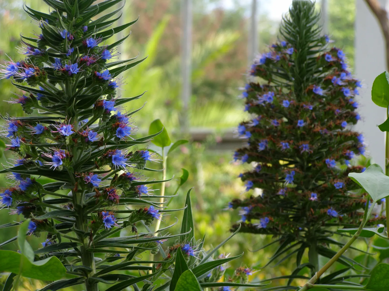 Tree Echium (Echium Pininana) — Towering up to 13-15 feet, it sports a dense spike of small blue or violet flowers, a magnet for pollinators