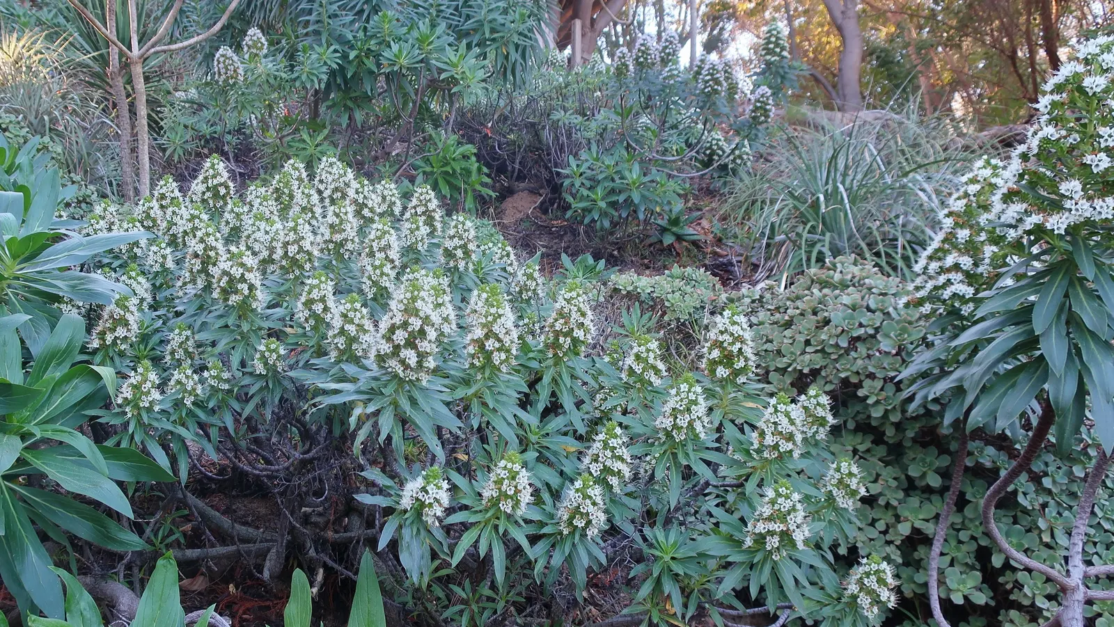 Tree Echium (Echium Pininana) — with a relatively slender width of 2 to 3 feet; the Tree Echium creates a striking vertical accent