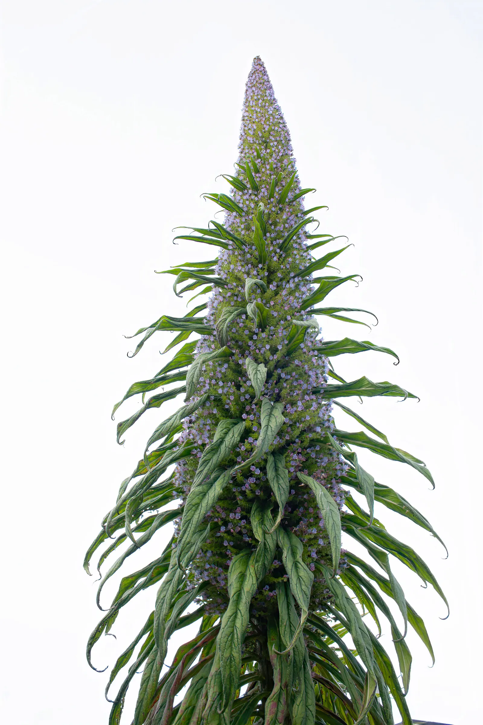 Tree Echium (Echium Pininana) — Towering up to 13-15 feet, it sports a dense spike of small blue or violet flowers, a magnet for pollinators; when planning a