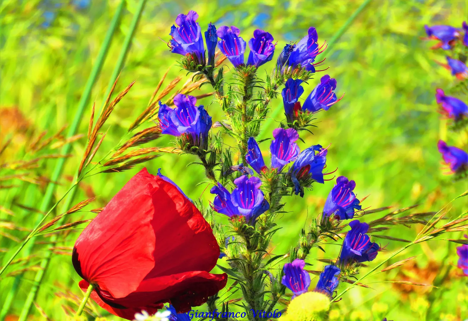 Tree Echium (Echium Pininana) — densely packed flower spike in the second.<br><br>The inflorescence; the Tree Echium creates a striking vertical accent