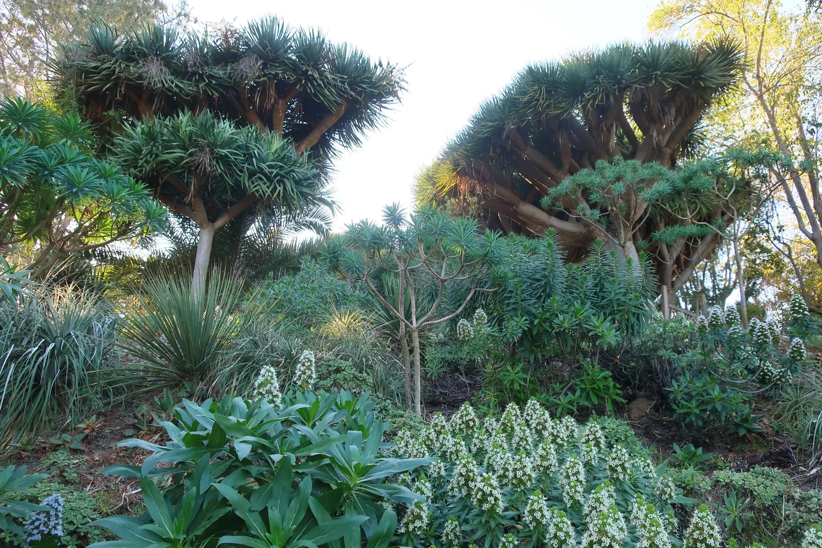 Tree Echium (Echium Pininana) — commonly referred to as the Tree Echium or Giant Viper's Bugloss; when planning a landscape