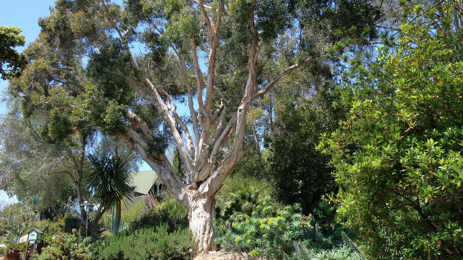Tree Echium (Echium Pininana) — performing best in full sun to partial shade.<br><br>Growing to an impressive height of 10 to 15 feet; best in USDA zones 9-11