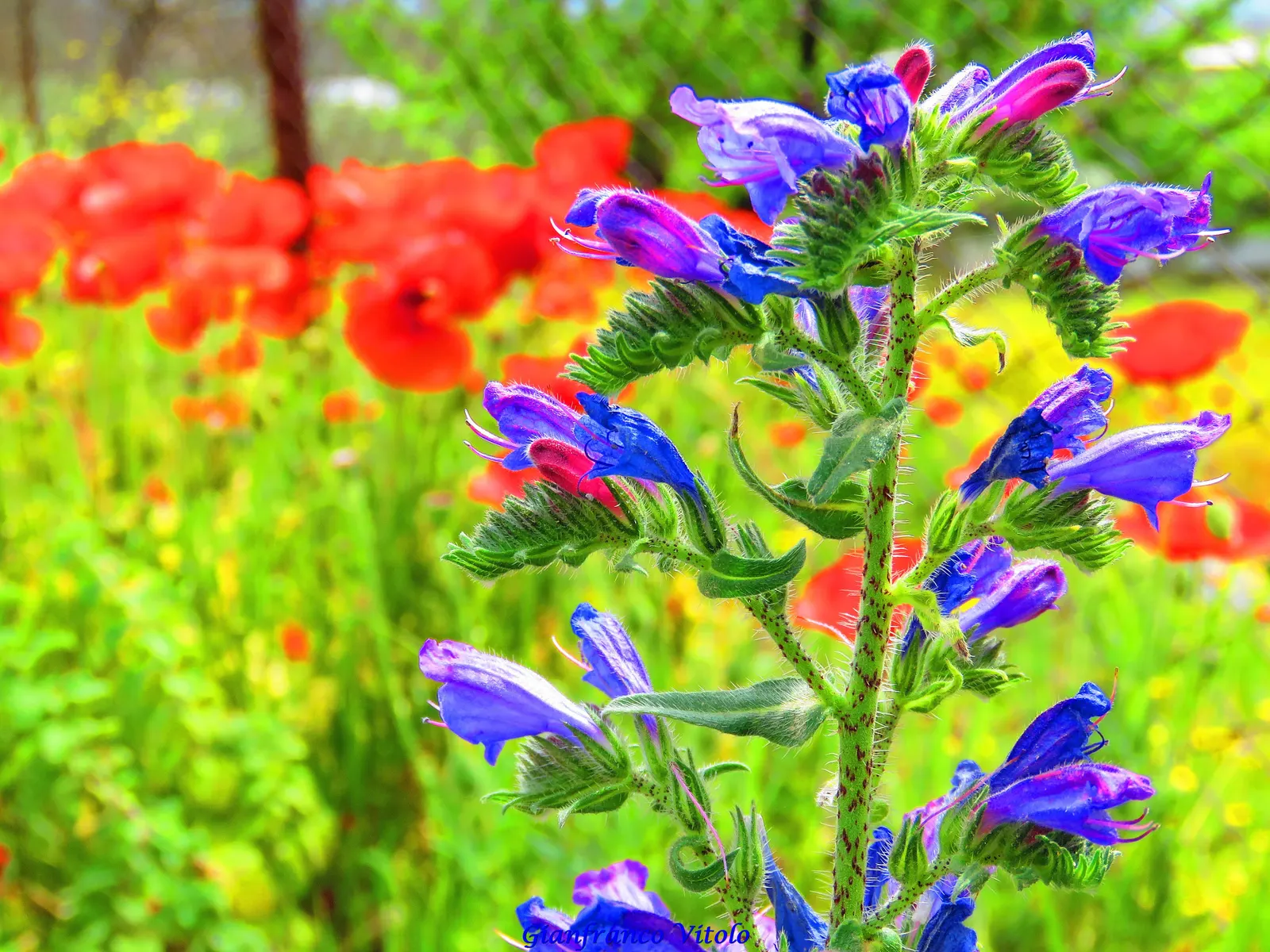 Tree Echium (Echium Pininana) — the Tree Echium creates a striking vertical accent; when planning a landscape