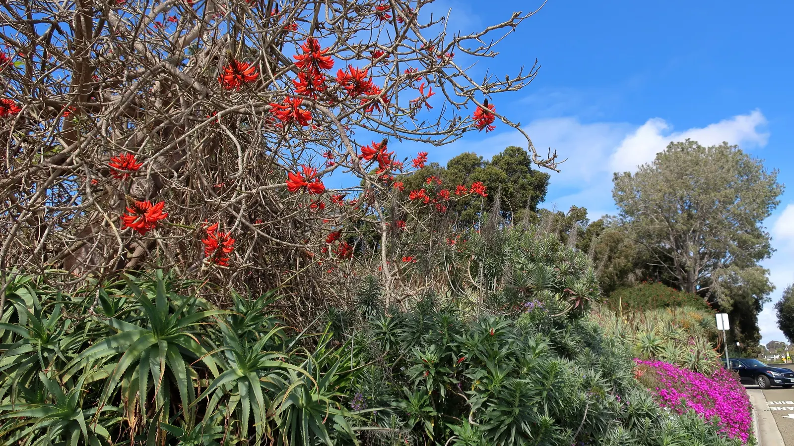 Tree Echium (Echium Pininana) — silvery-green leaves that form a rosette in the first year and a towering; best in USDA zones 9-11, it thrives in full sun and