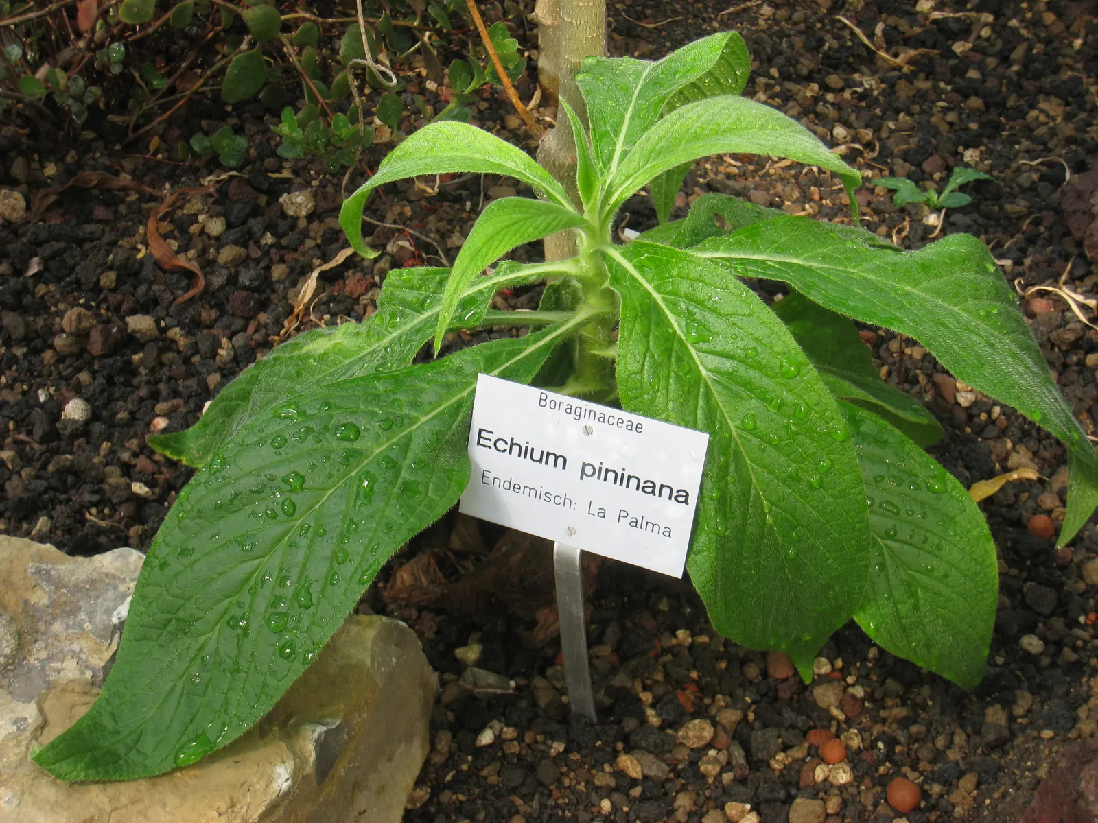 Tree Echium (Echium Pininana) — Best in USDA zones 9-11, it thrives in full sun and well-drained soil