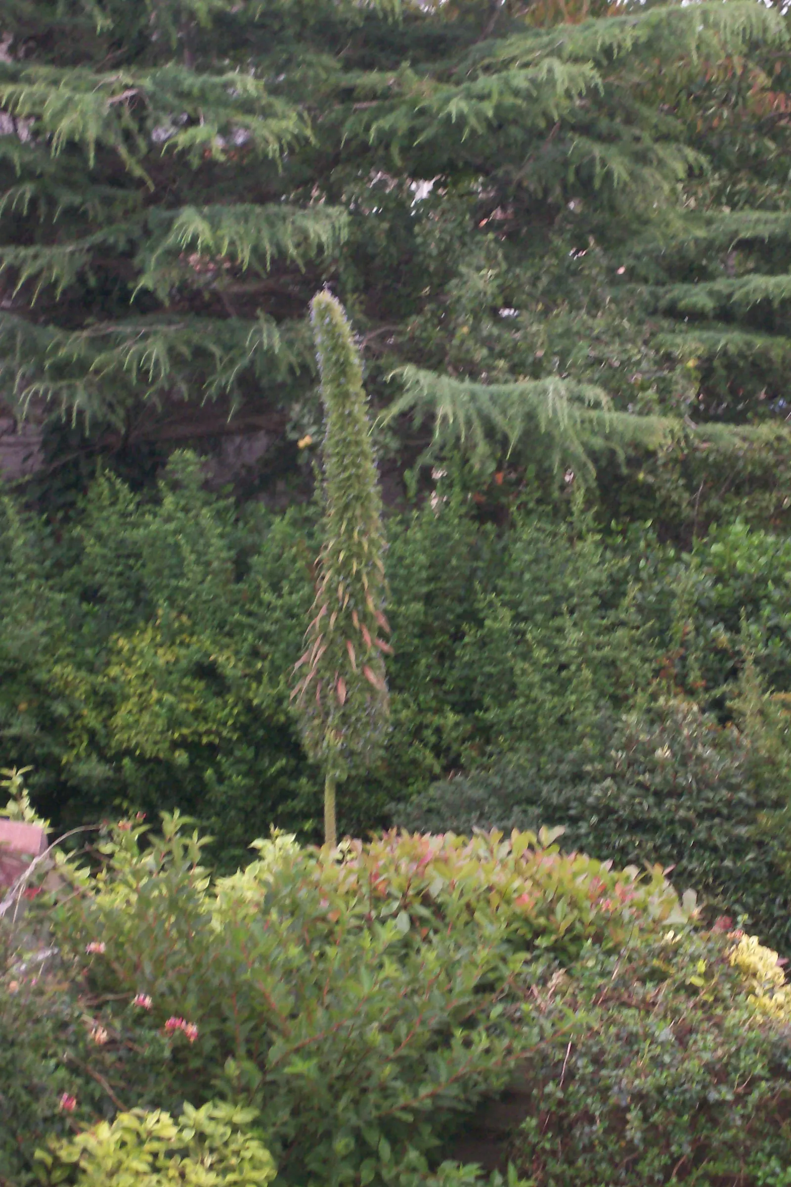 Tree Echium (Echium Pininana) — Best in USDA zones 9-11, it thrives in full sun and well-drained soil; enhancing the biodiversity of the space