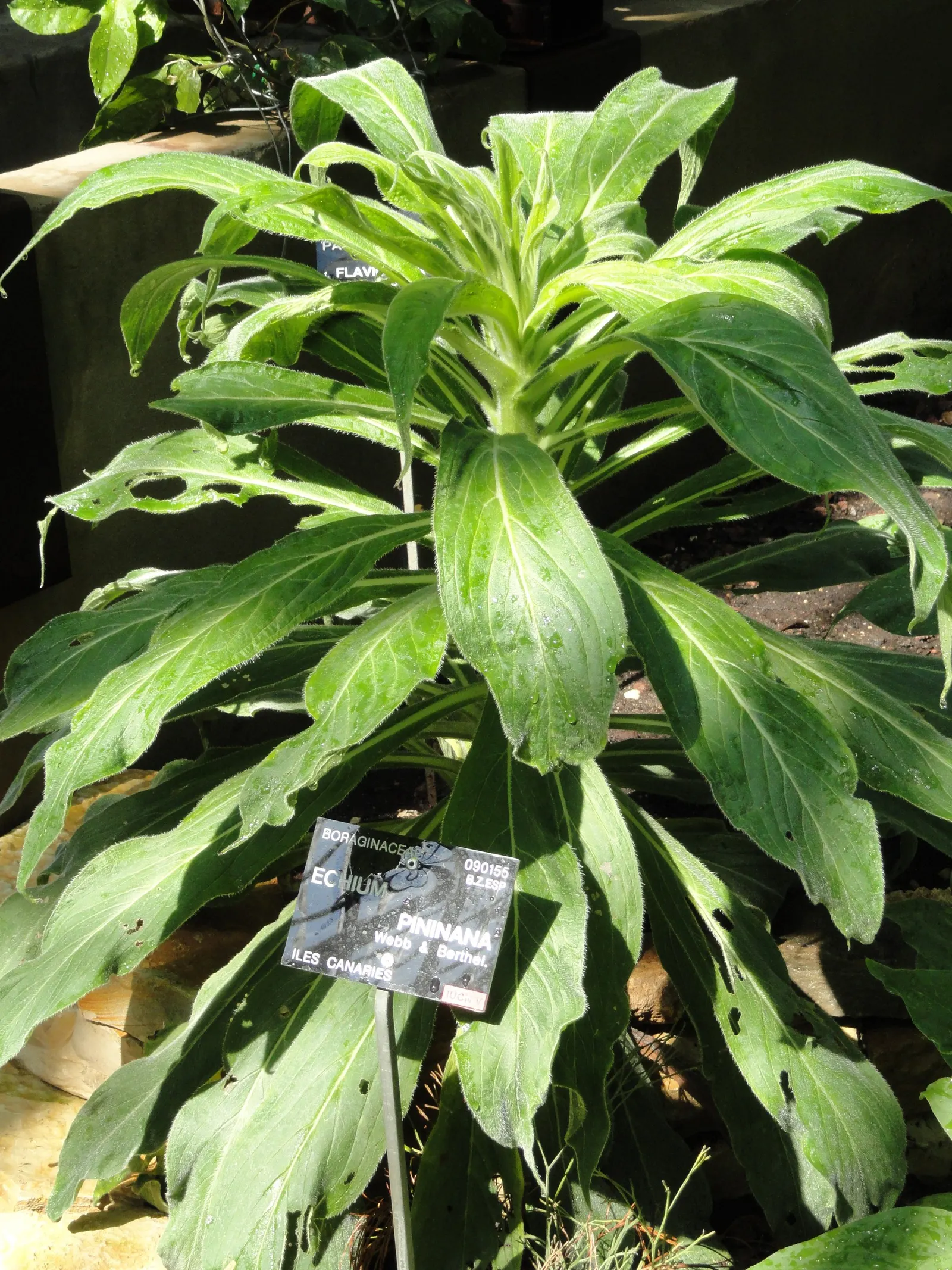 Tree Echium (Echium Pininana) — Drought-tolerant once established, it's advised to shelter from strong winds; best in USDA zones 9-11, it thrives in full sun