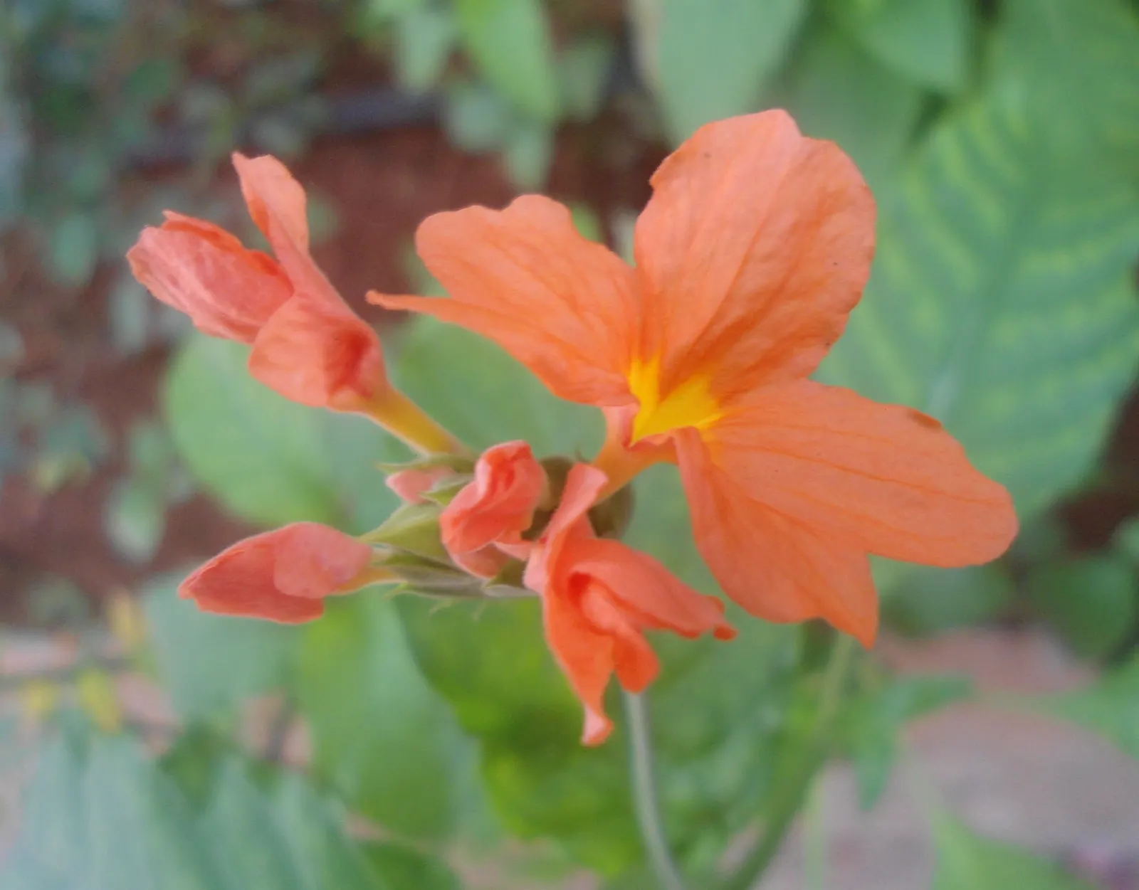 Firecracker Flower (Crossandra Infundibuliformis) — its glossy foliage and continuous blooms add exotic appeal to warm climate landscapes; which, image 60