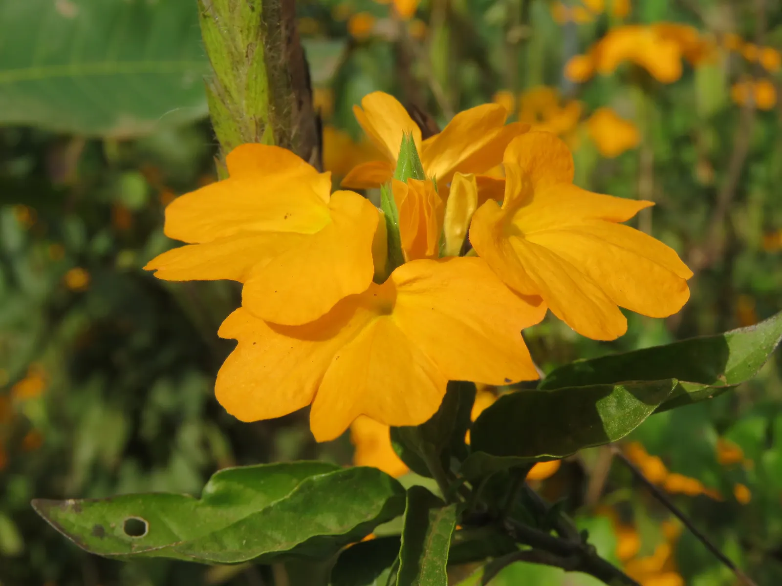 Firecracker Flower (Crossandra Infundibuliformis) — the Firecracker Flower requires consistently moist; thriving in USDA zones 10-11, it reaches, image 74