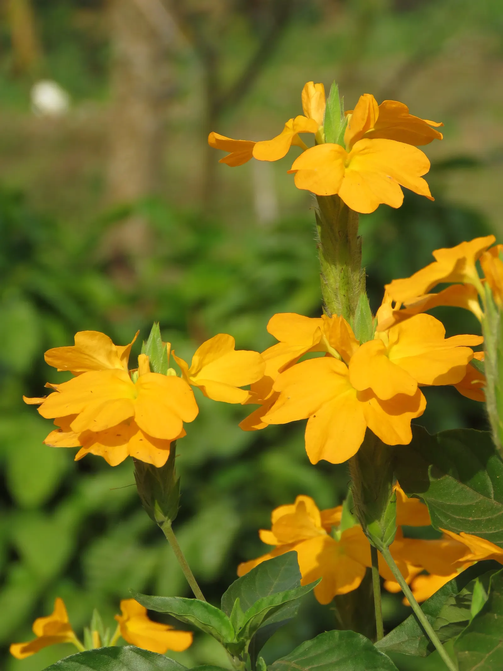 Firecracker Flower (Crossandra Infundibuliformis) — The Firecracker Flower, Crossandra infundibuliformis, offers vibrant color with its bright orange blossoms