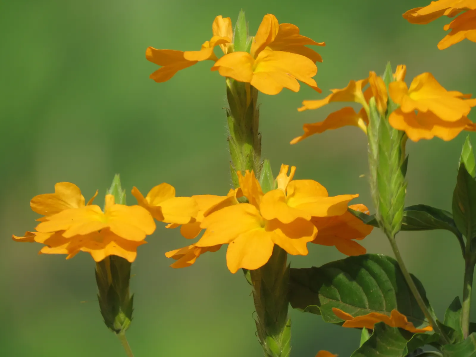 Firecracker Flower (Crossandra Infundibuliformis) — The Firecracker Flower, Crossandra infundibuliformis, offers vibrant color with its bright, image 55
