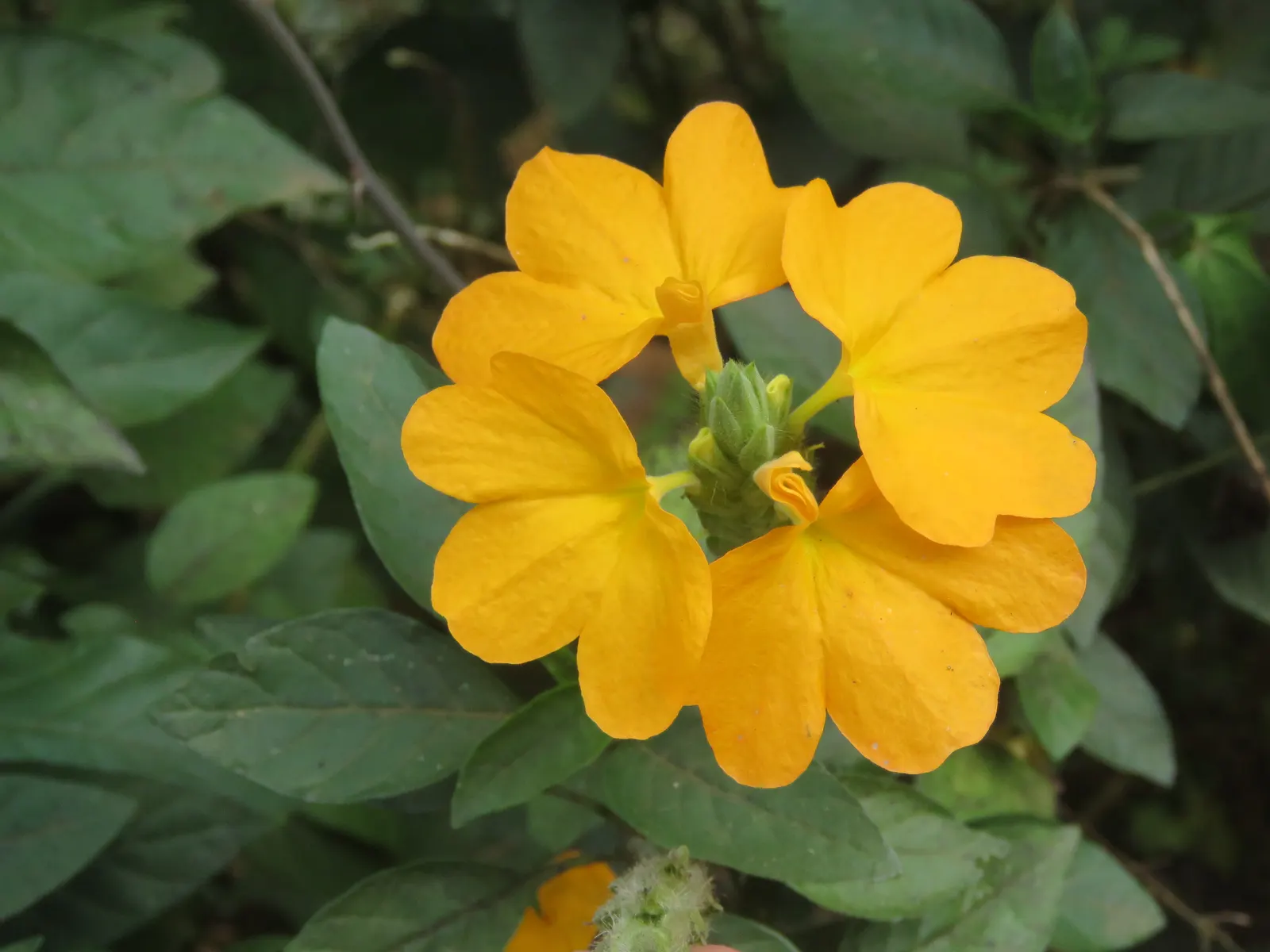 Firecracker Flower (Crossandra Infundibuliformis) — and enjoys a spot with plenty of indirect sunlight and high humidity, image 68