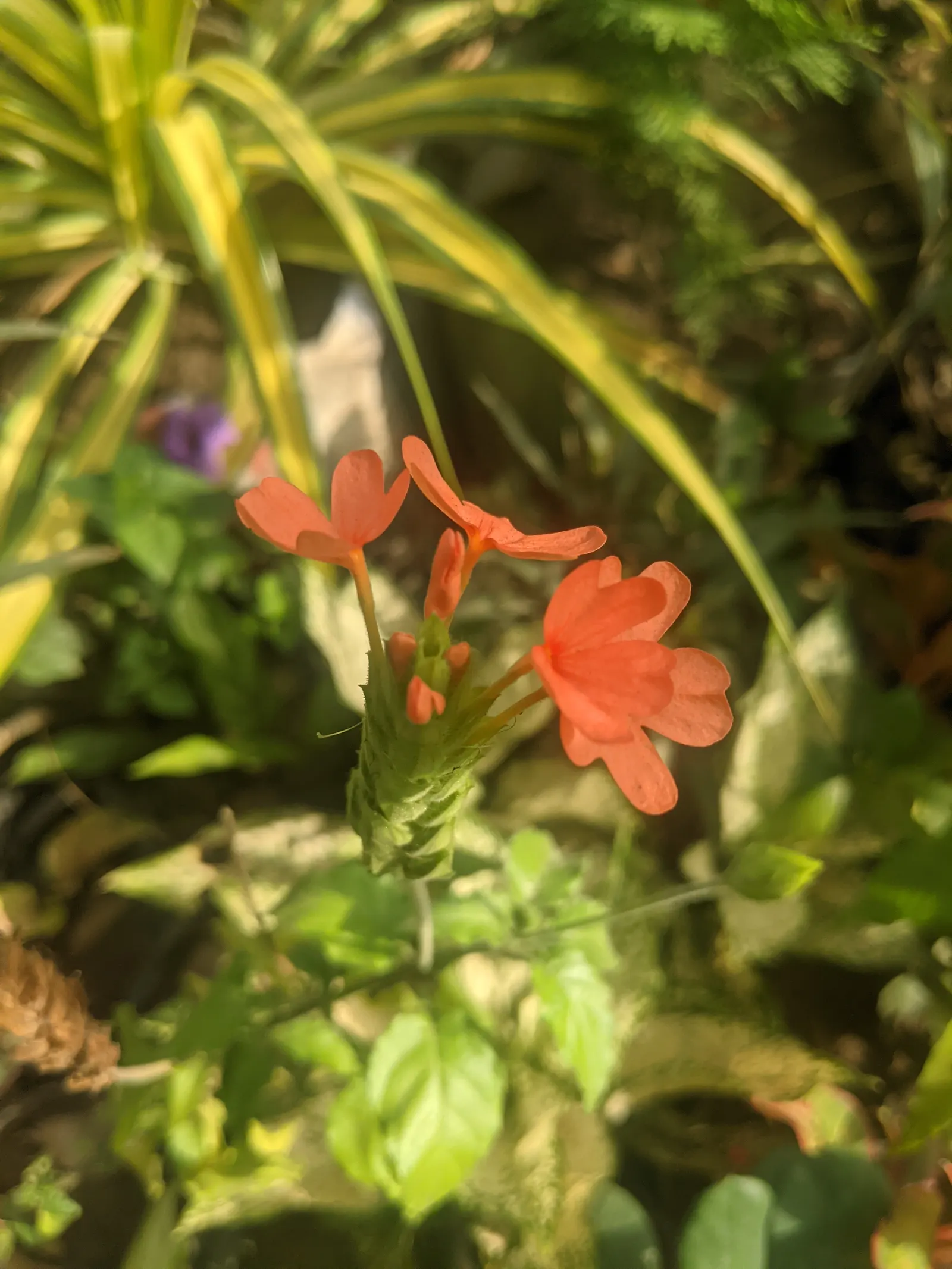 Firecracker Flower (Crossandra Infundibuliformis) — or as an accent in mixed beds.<br><br>For optimal care; while it's a heat-loving species, image 73