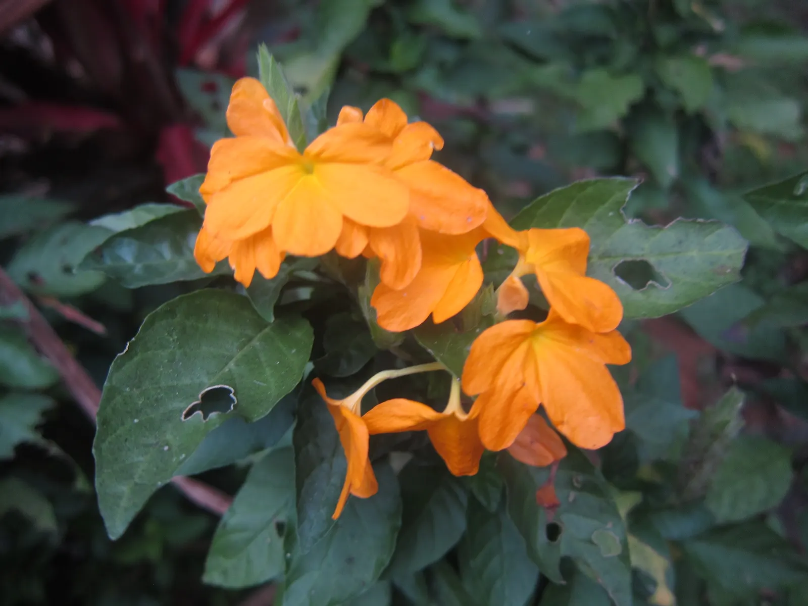 Firecracker Flower (Crossandra Infundibuliformis) — Thriving in USDA zones 10-11, it reaches 1-3 feet in height and spreads up to 2 feet; or, image 56