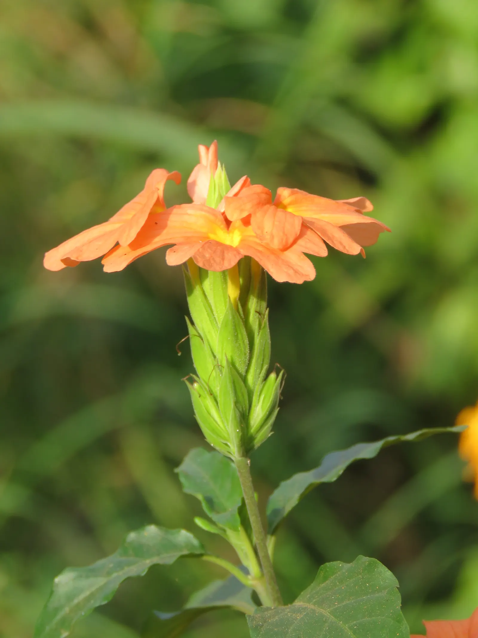 Firecracker Flower (Crossandra Infundibuliformis) — or as an accent in mixed beds.<br><br>For optimal care
