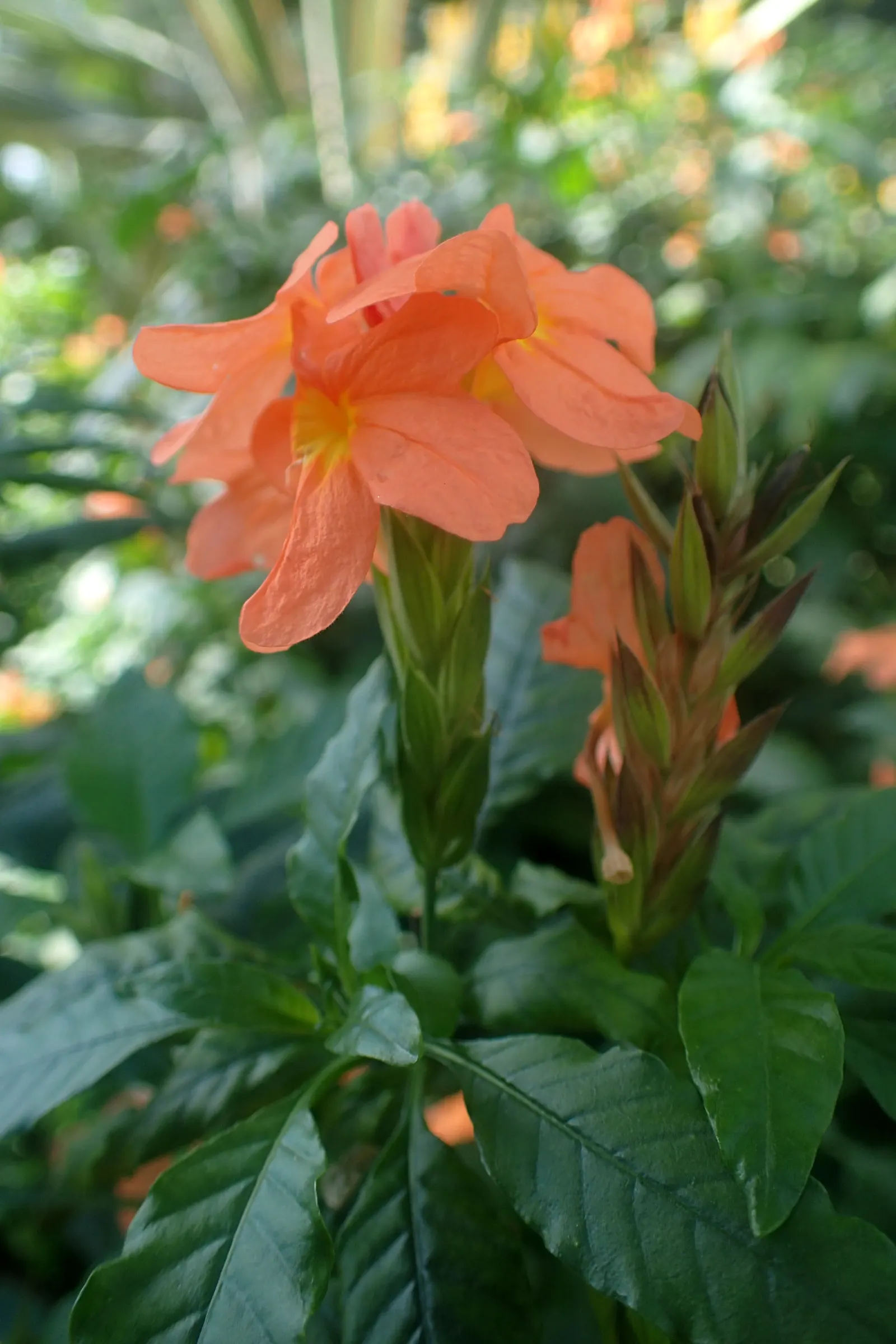 Firecracker Flower (Crossandra Infundibuliformis) — scientifically known as Crossandra infundibuliformis; or as an accent in mixed beds.<br><br>For, image 61