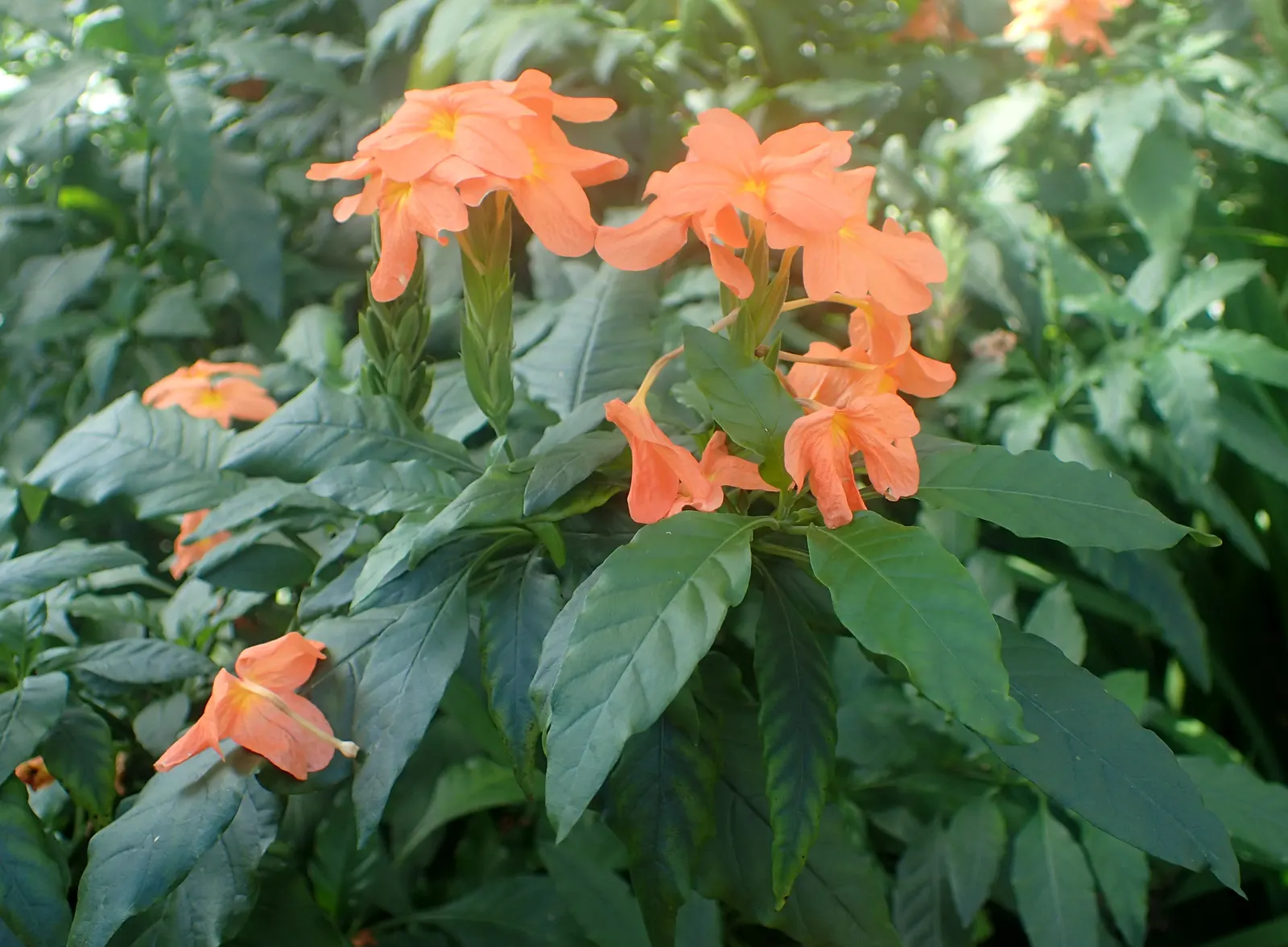 Firecracker Flower (Crossandra Infundibuliformis) — This plant has a modest size; the Firecracker Flower, Crossandra infundibuliformis, offers, image 70