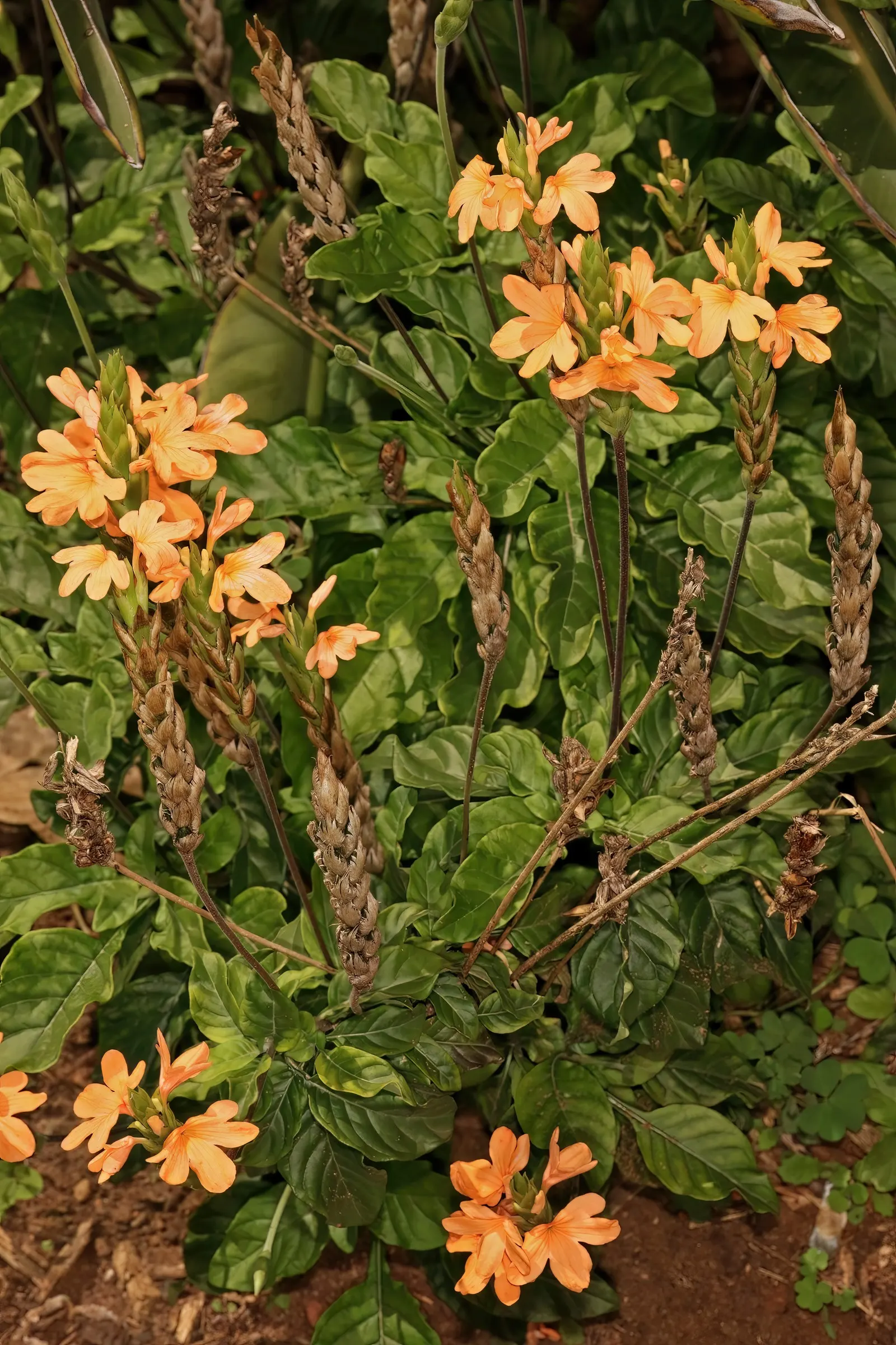 Firecracker Flower (Crossandra Infundibuliformis) — While it's a heat-loving species