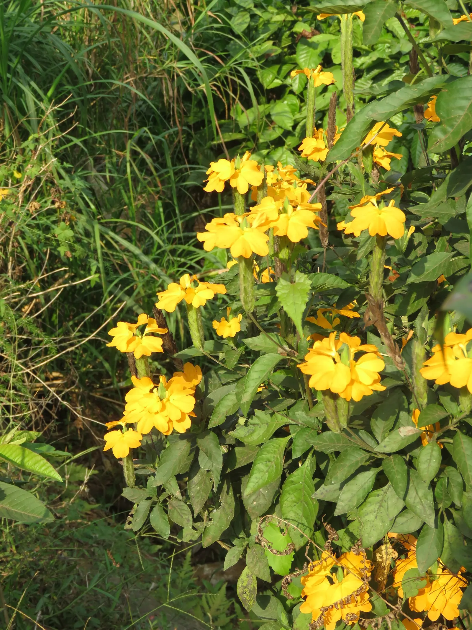 Firecracker Flower (Crossandra Infundibuliformis) — This perennial shines with high humidity and temperatures above 60&deg;F; orange flowers in the, image 58