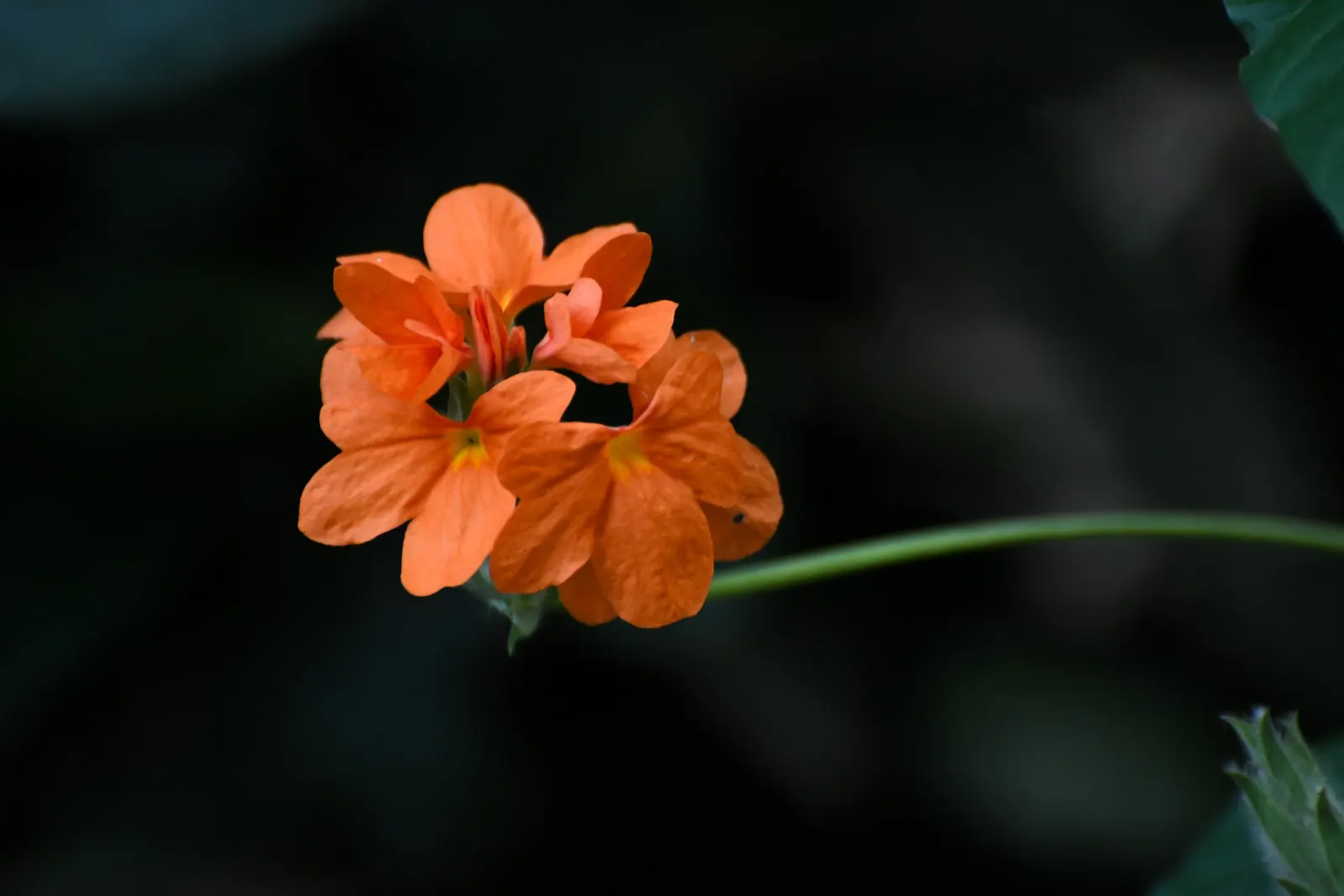 Firecracker Flower (Crossandra Infundibuliformis) — scientifically known as Crossandra infundibuliformis