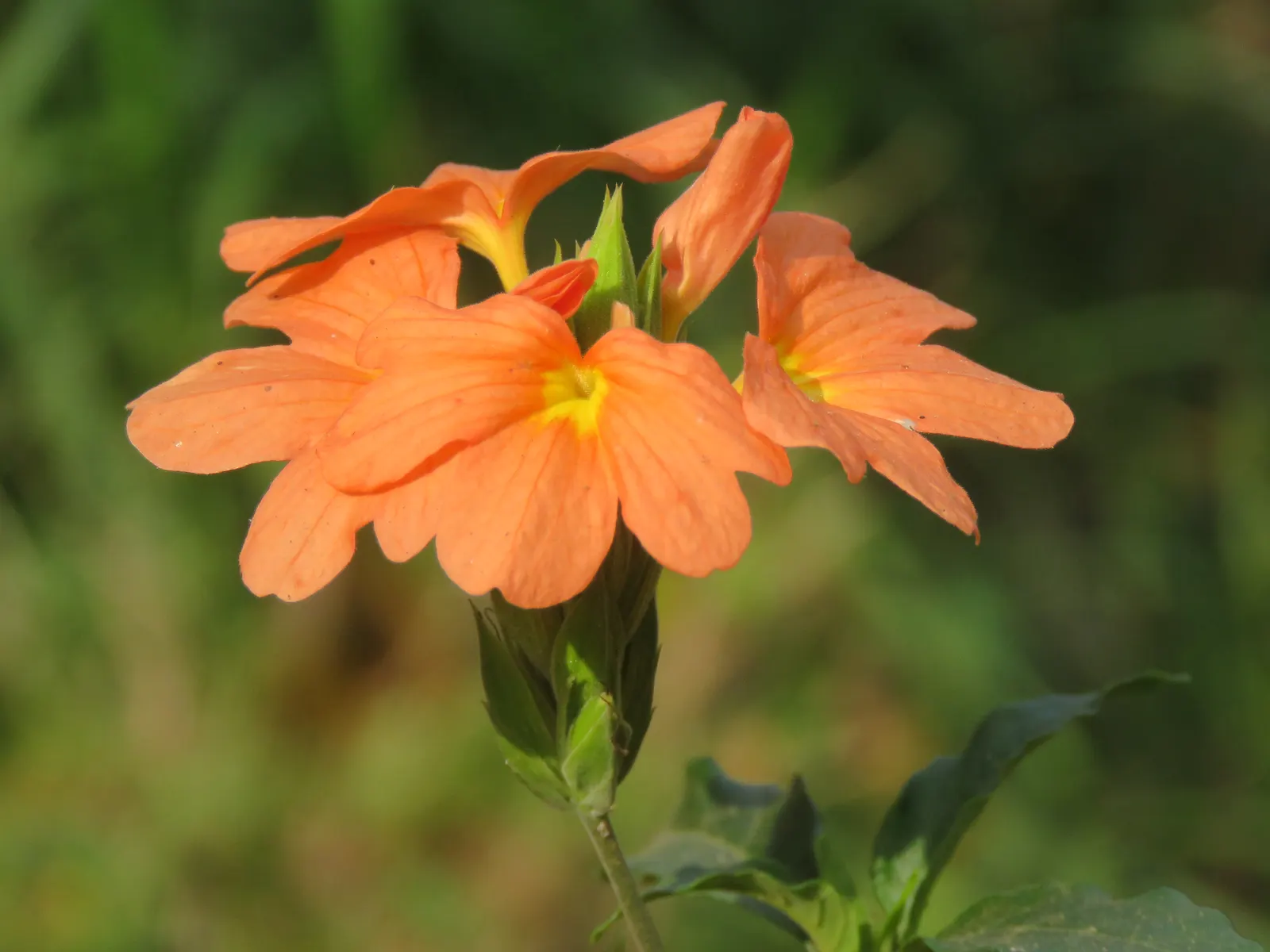 Firecracker Flower (Crossandra Infundibuliformis) — well-draining soil and benefits from regular feeding during the growing season