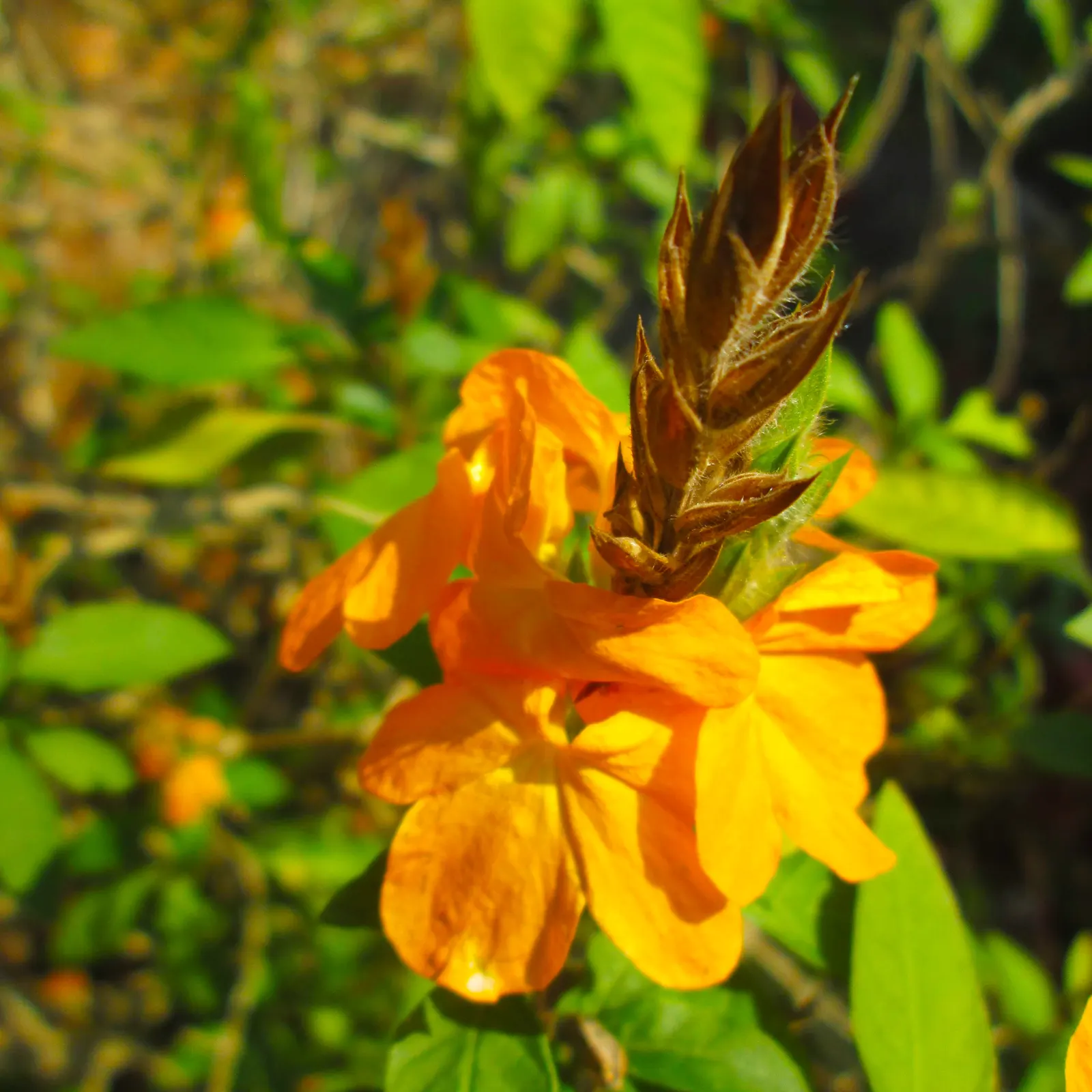 Firecracker Flower (Crossandra Infundibuliformis) — scientifically known as Crossandra infundibuliformis; or as an accent in mixed beds.<br><br>For optimal care