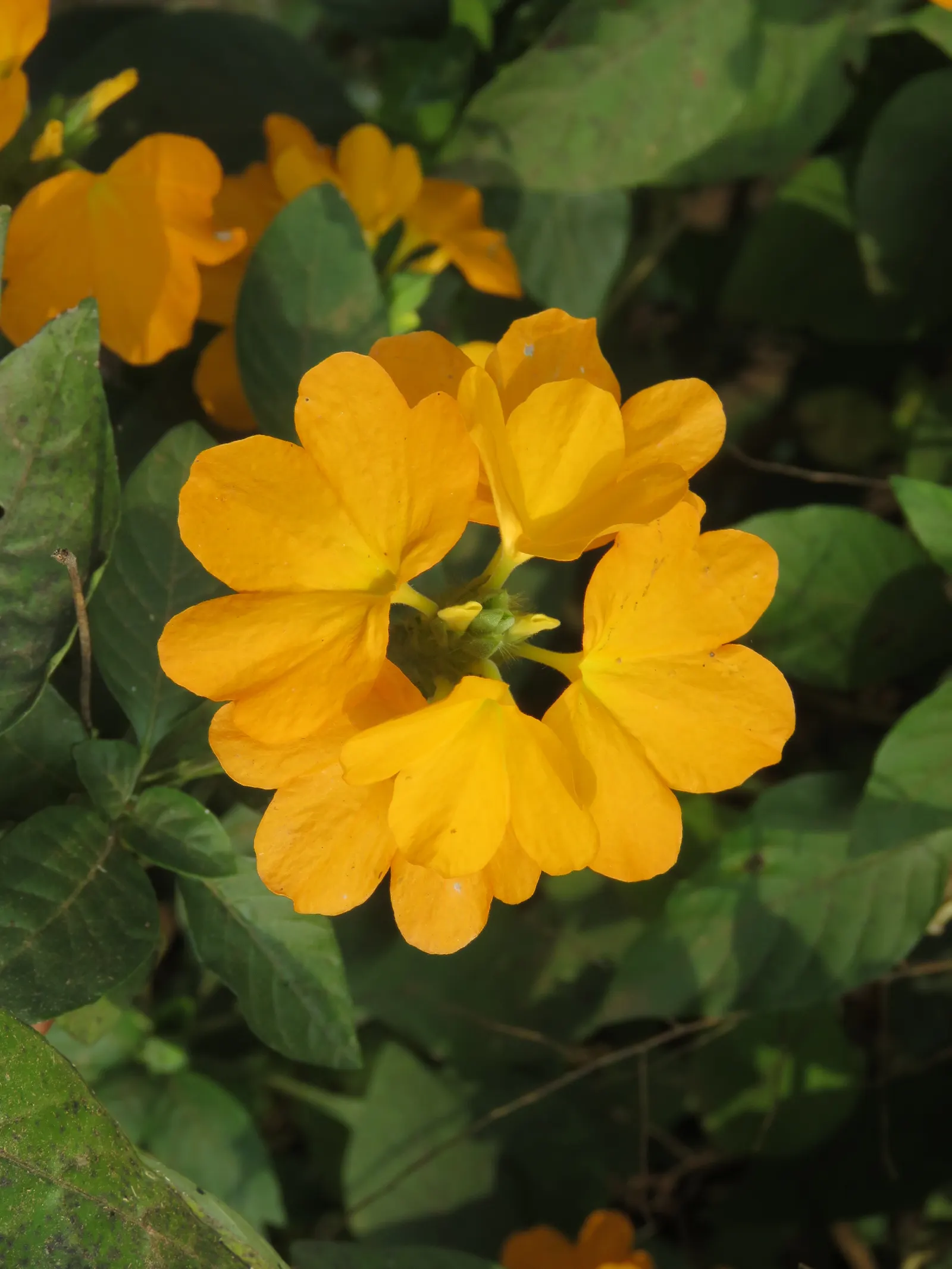 Firecracker Flower (Crossandra Infundibuliformis) — This perennial shines with high humidity and temperatures above 60°F; orange flowers in the, image 85
