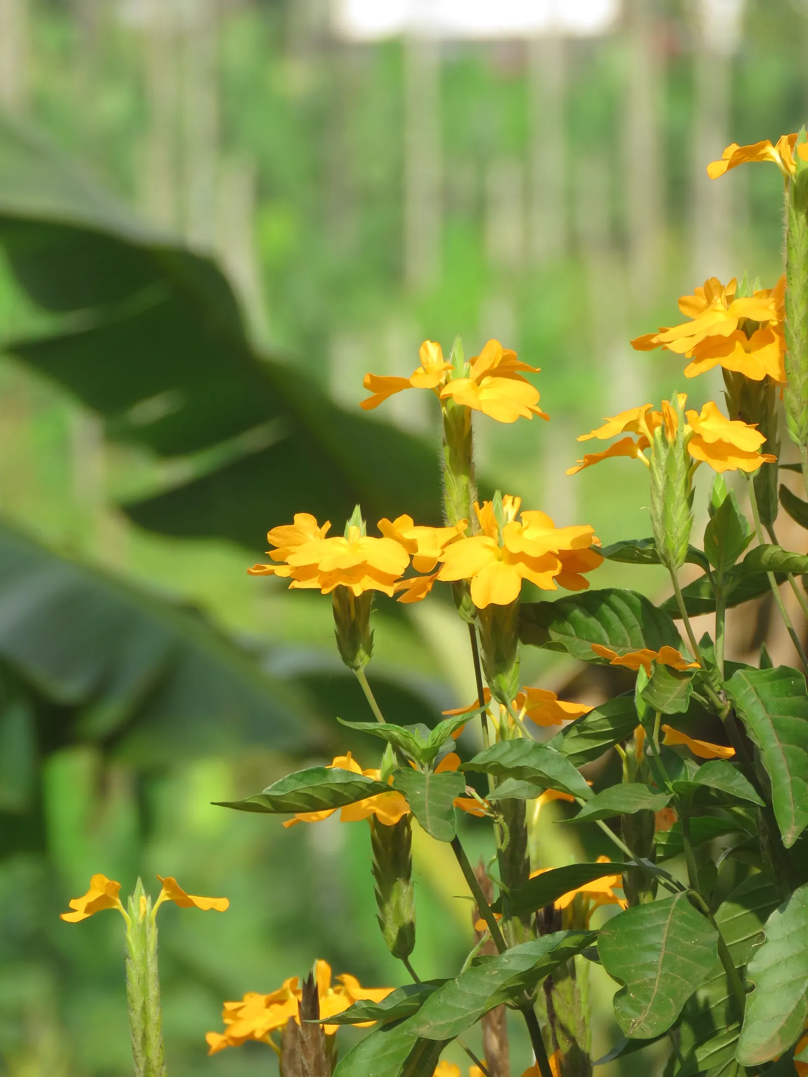 Firecracker Flower (Crossandra Infundibuliformis) — so partial shade locations are optimal