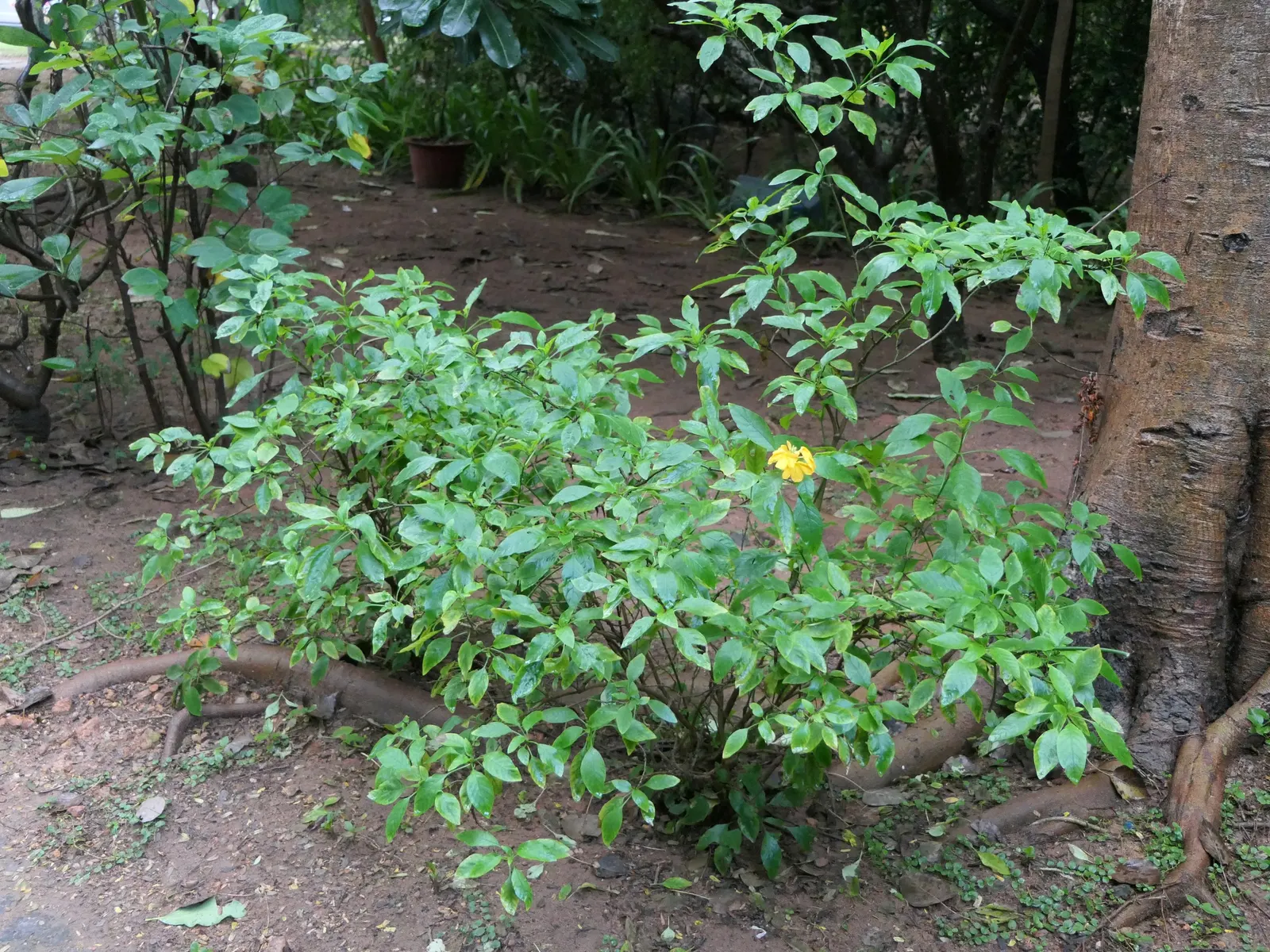 Firecracker Flower (Crossandra Infundibuliformis) — Thriving in USDA zones 10-11, it reaches 1-3 feet in height and spreads up to 2 feet; or, image 83
