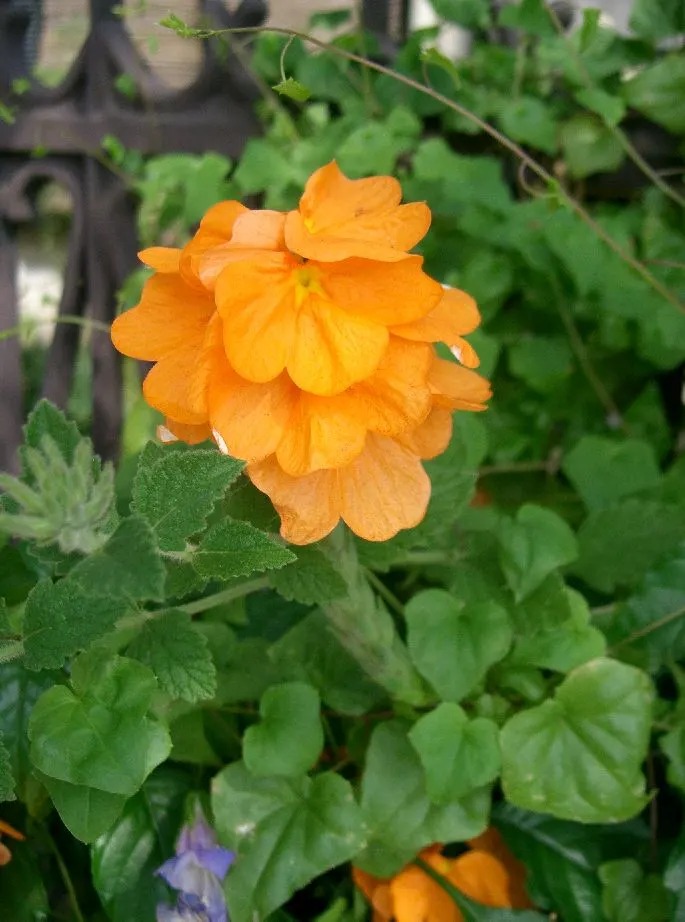 Firecracker Flower (Crossandra Infundibuliformis) — typically growing 1 to 3 feet tall and about 1 to 2 feet wide; is a vibrant tropical perennial that can add