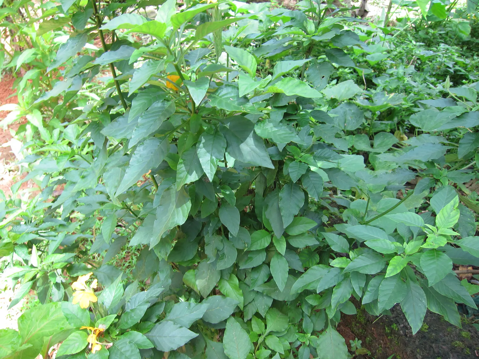 Firecracker Flower (Crossandra Infundibuliformis) — so partial shade locations are optimal; it prefers partial shade and moist, well-draining soil, image 78