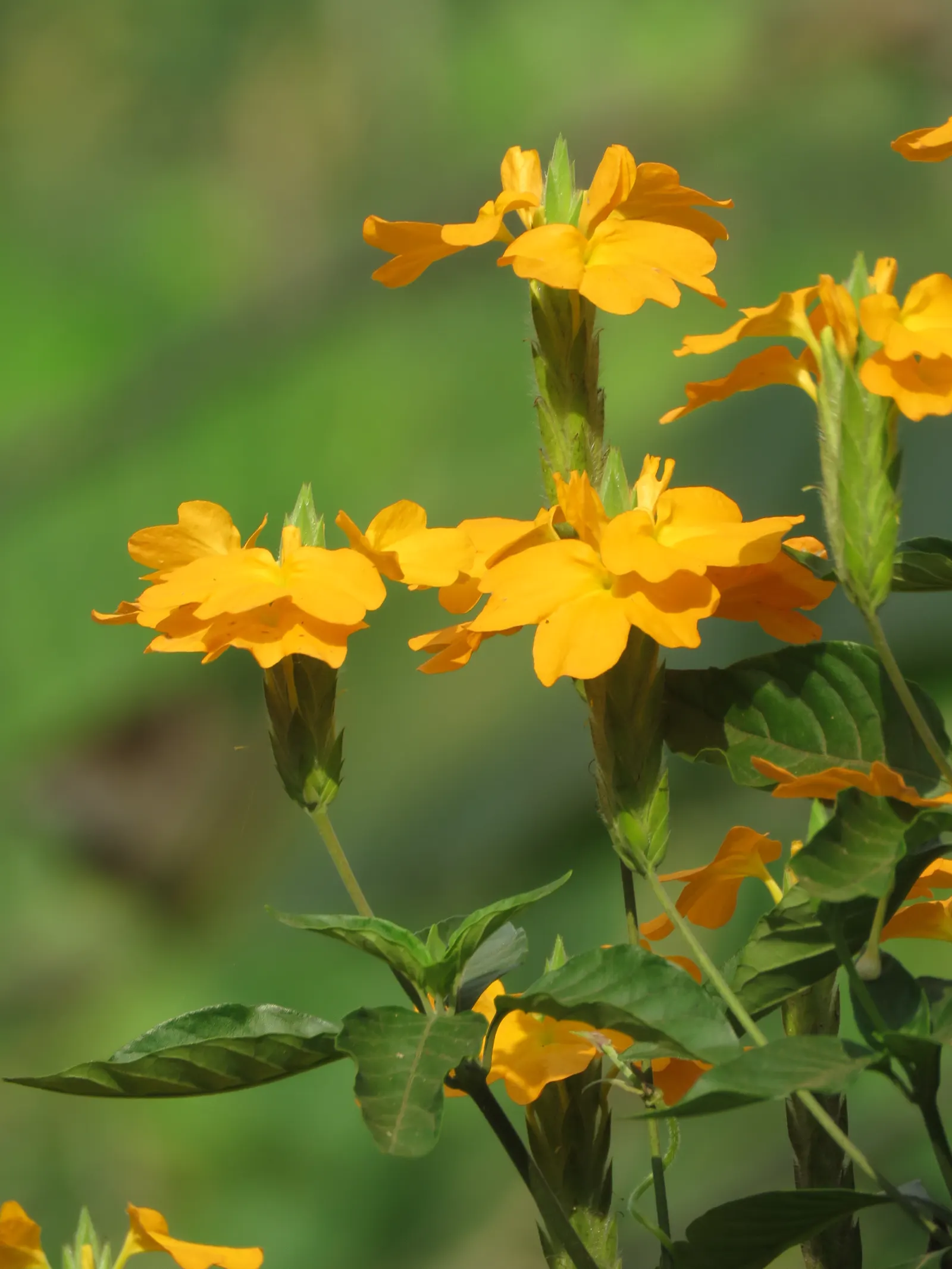 Firecracker Flower (Crossandra Infundibuliformis) — this lush plant boasts glossy green leaves and a profusion of bright orange
