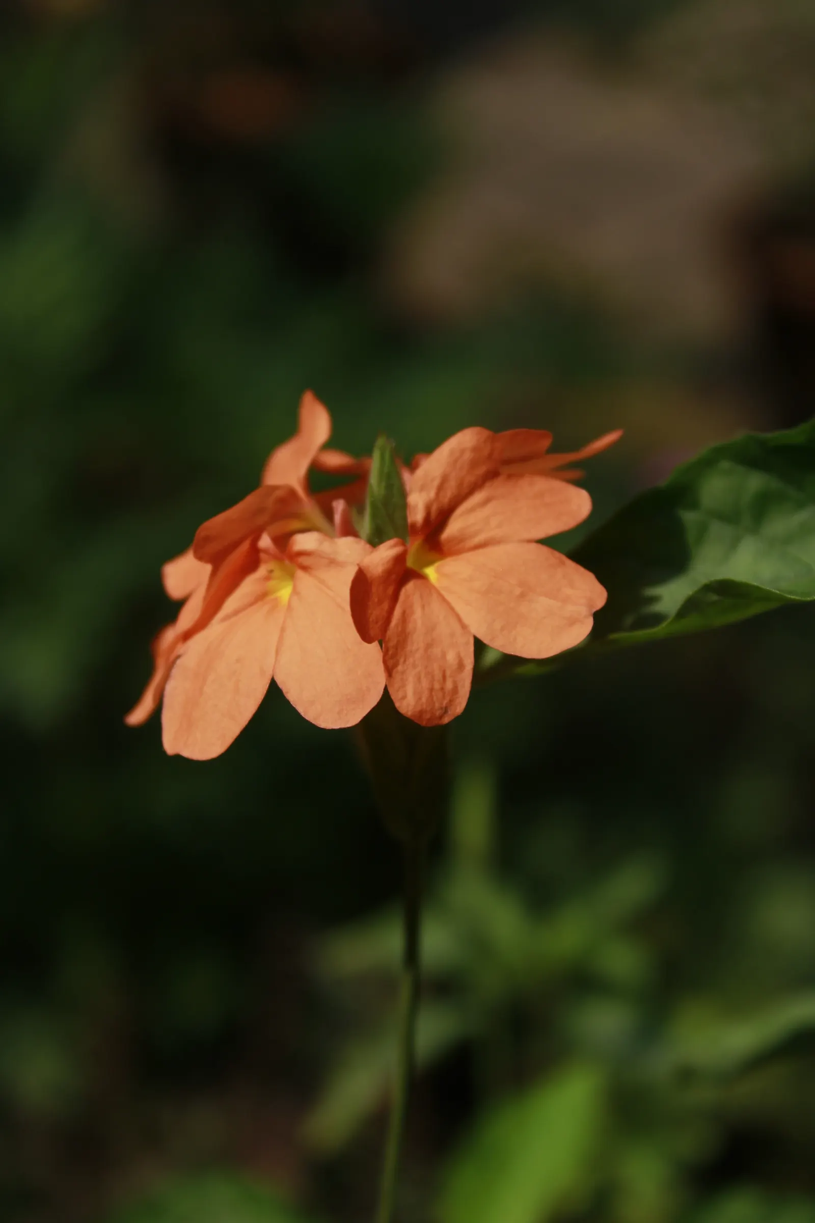 Firecracker Flower (Crossandra Infundibuliformis) — or salmon-colored flowers that resemble a burst of fireworks; the Firecracker Flower requires, image 65