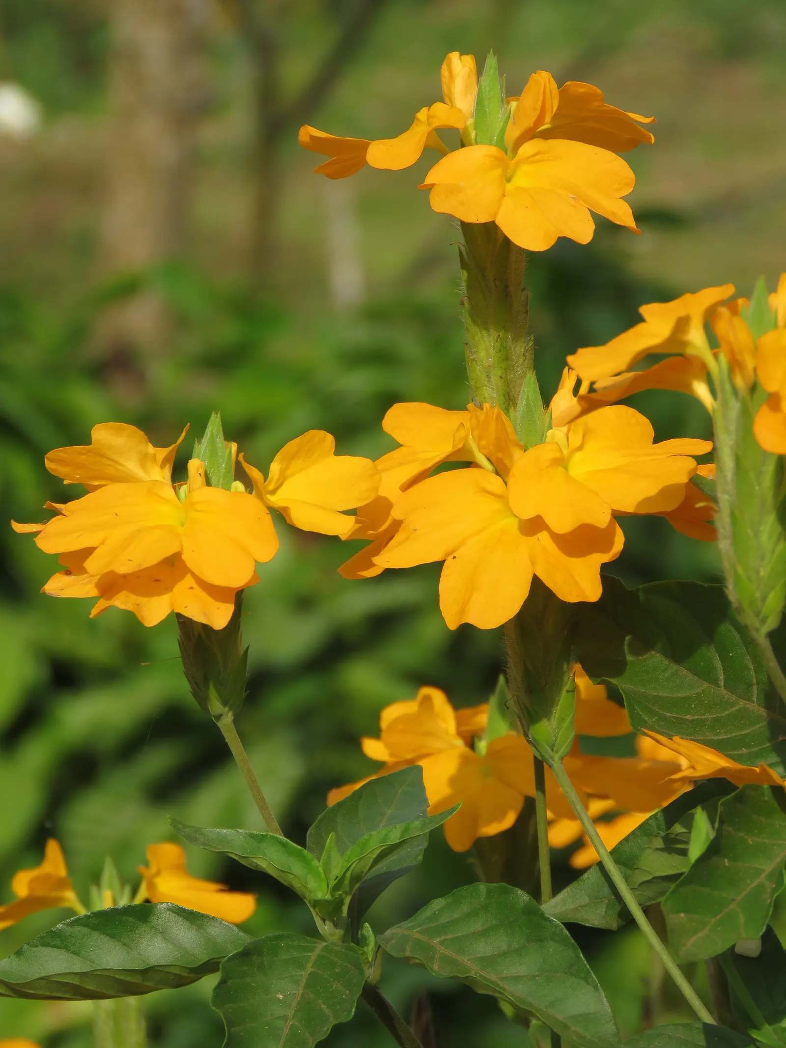 Firecracker Flower (Crossandra Infundibuliformis) — which makes it a perfect choice for garden nooks that need a splash of color; well-draining soil and