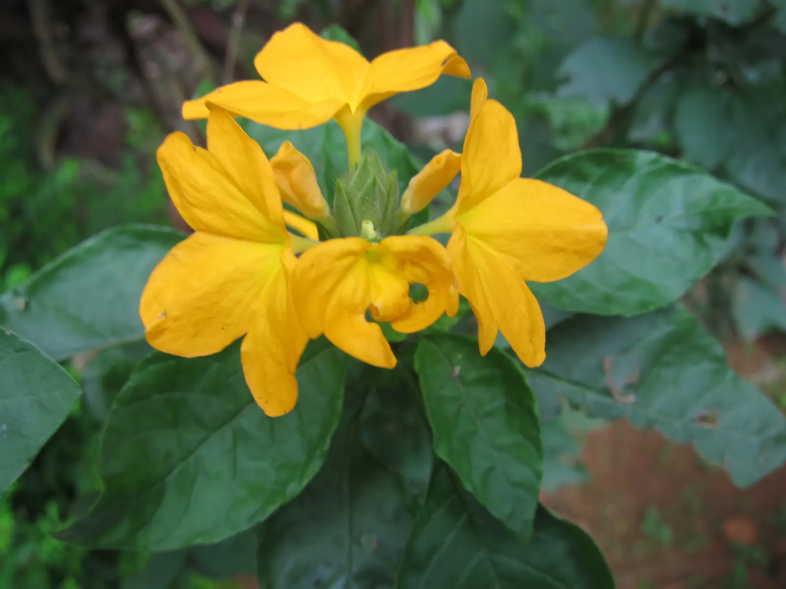 Firecracker Flower (Crossandra Infundibuliformis) — which can grow up to 2 inches in size