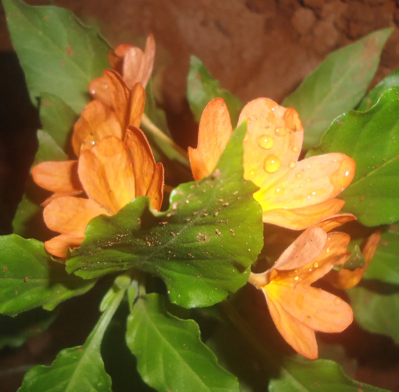Firecracker Flower (Crossandra Infundibuliformis) — Ideal for garden beds or containers, image 32