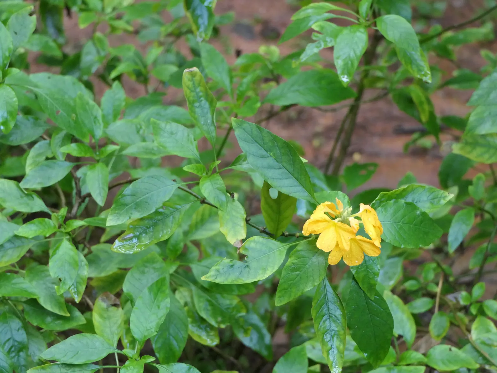 Firecracker Flower (Crossandra Infundibuliformis) — Originating from South India and Sri Lanka; its glossy foliage and continuous blooms add exotic, image 63