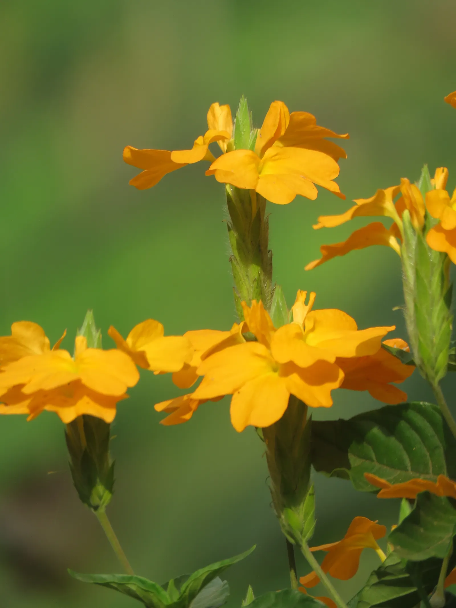 Firecracker Flower (Crossandra Infundibuliformis) — The Firecracker Flower, Crossandra infundibuliformis, offers vibrant color with its bright, image 82