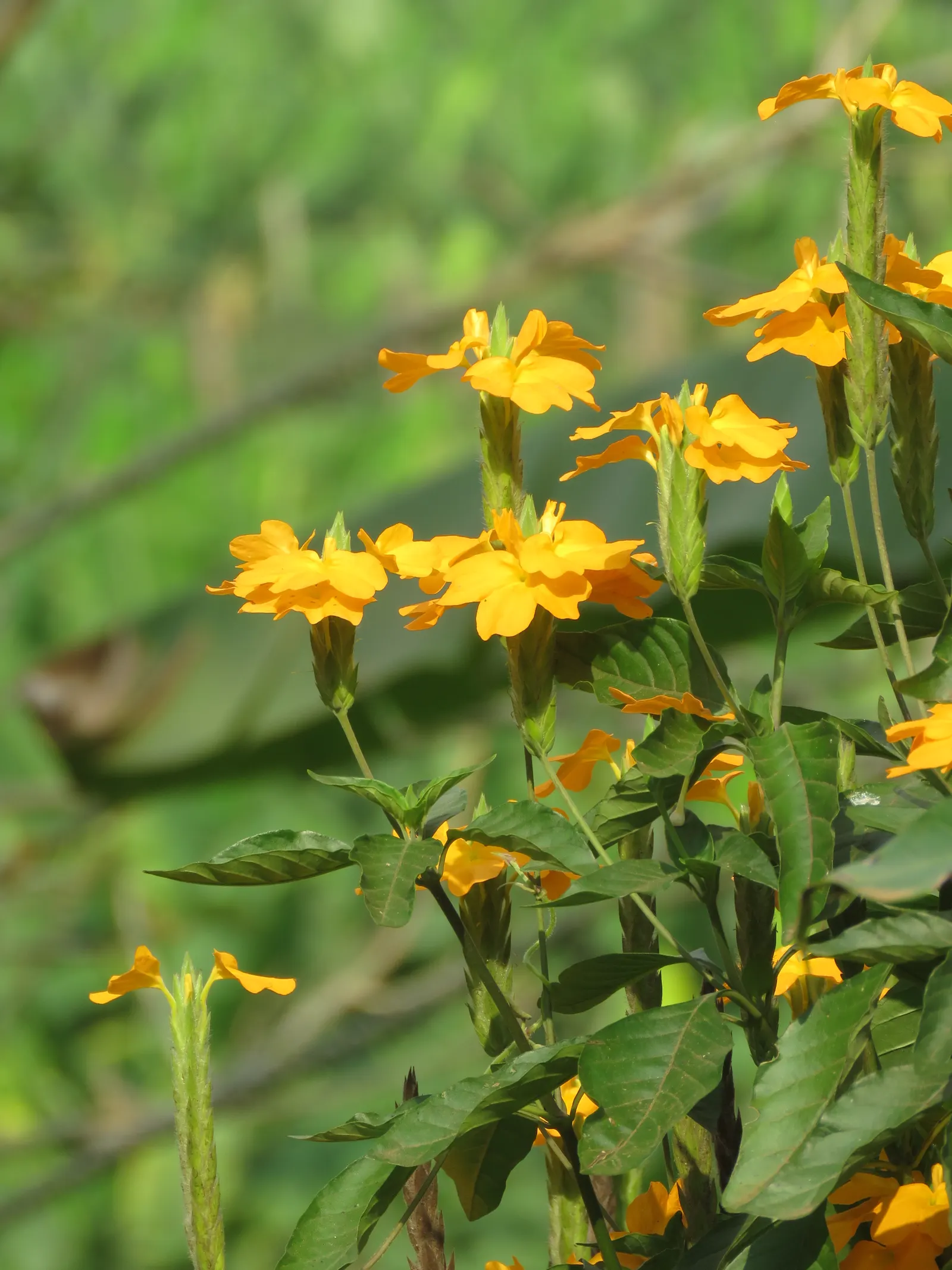 Firecracker Flower (Crossandra Infundibuliformis) — It prefers partial shade and moist, well-draining soil; so it's well-suited for borders, image 84