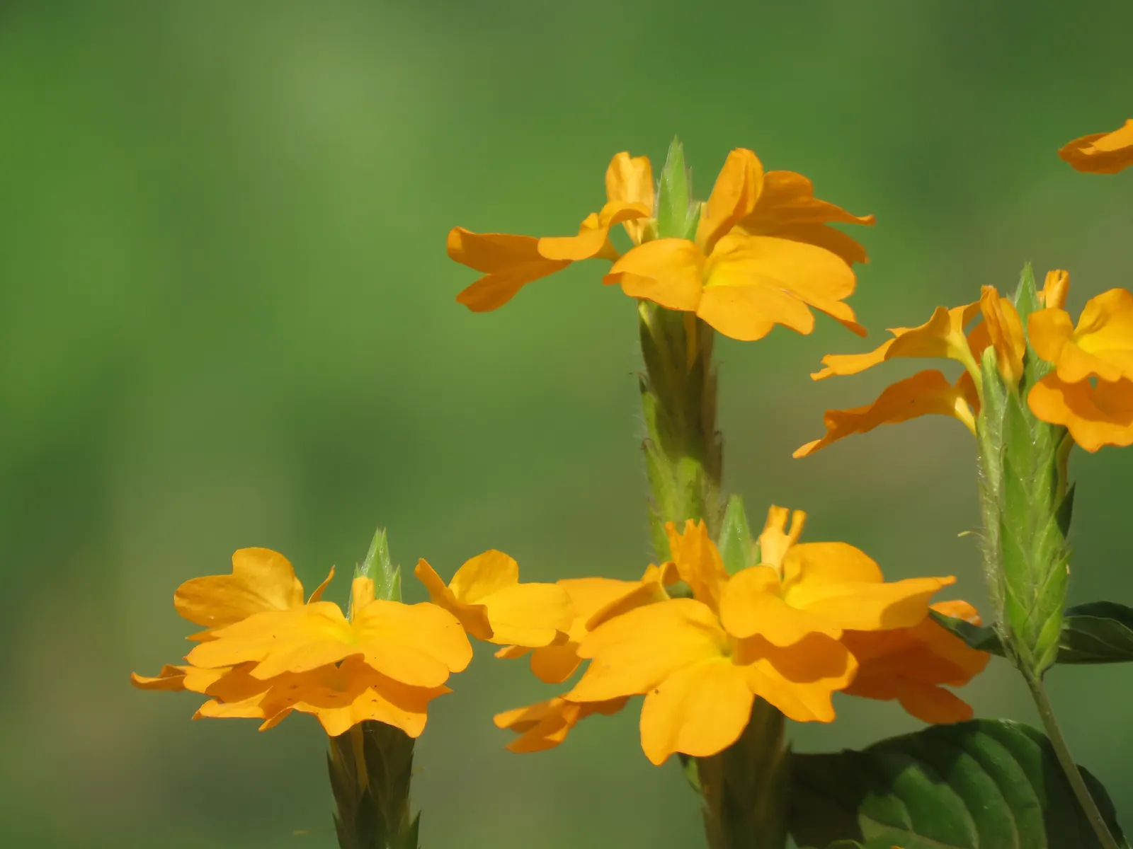 Firecracker Flower (Crossandra Infundibuliformis) — This perennial shines with high humidity and temperatures above 60°F